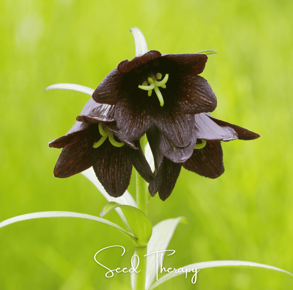 Chocolate Lily – 10 Seeds | Seeds | Wiccan Center