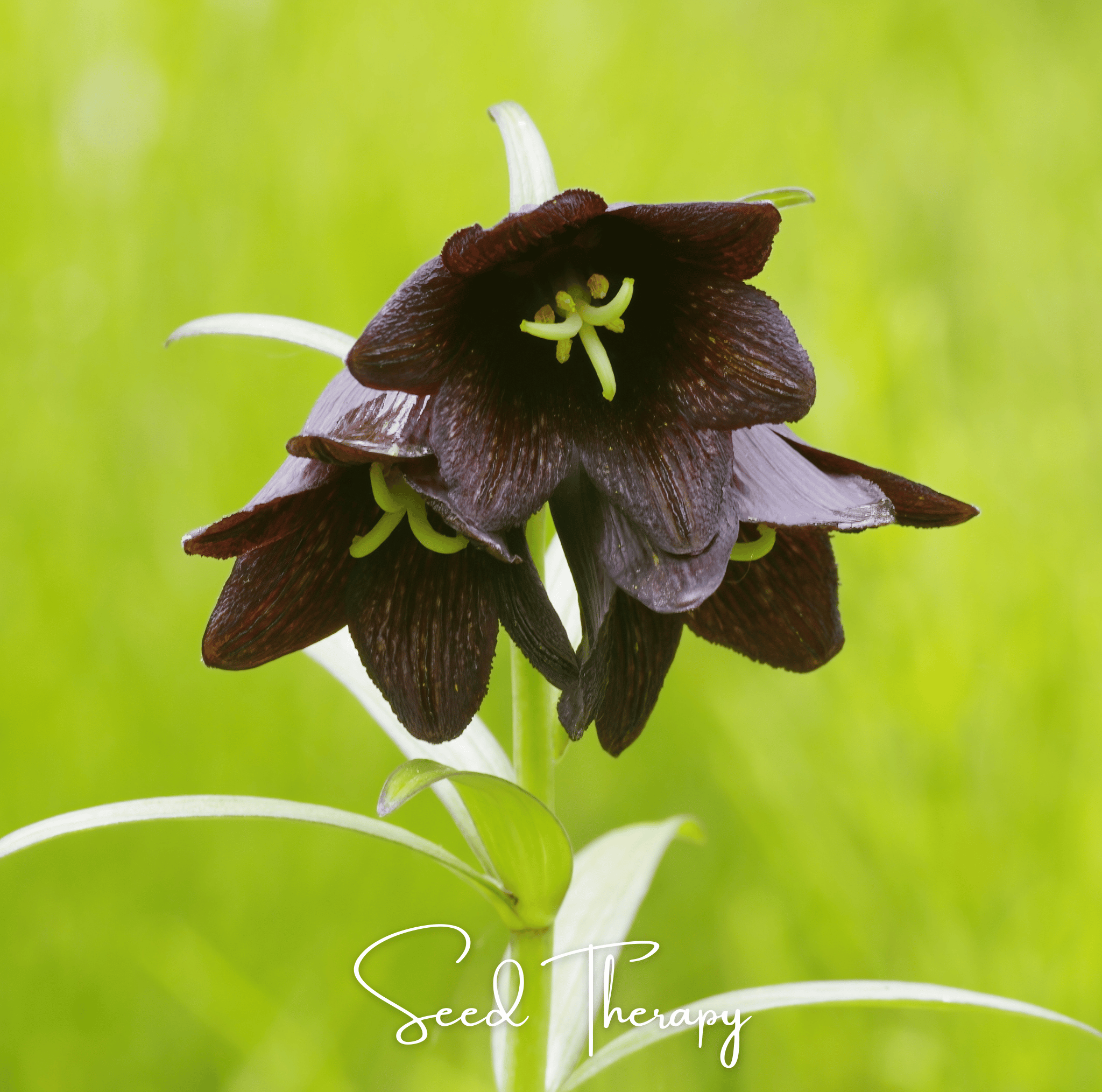 Chocolate Lily – 10 Seeds | Seeds | Wiccan Center