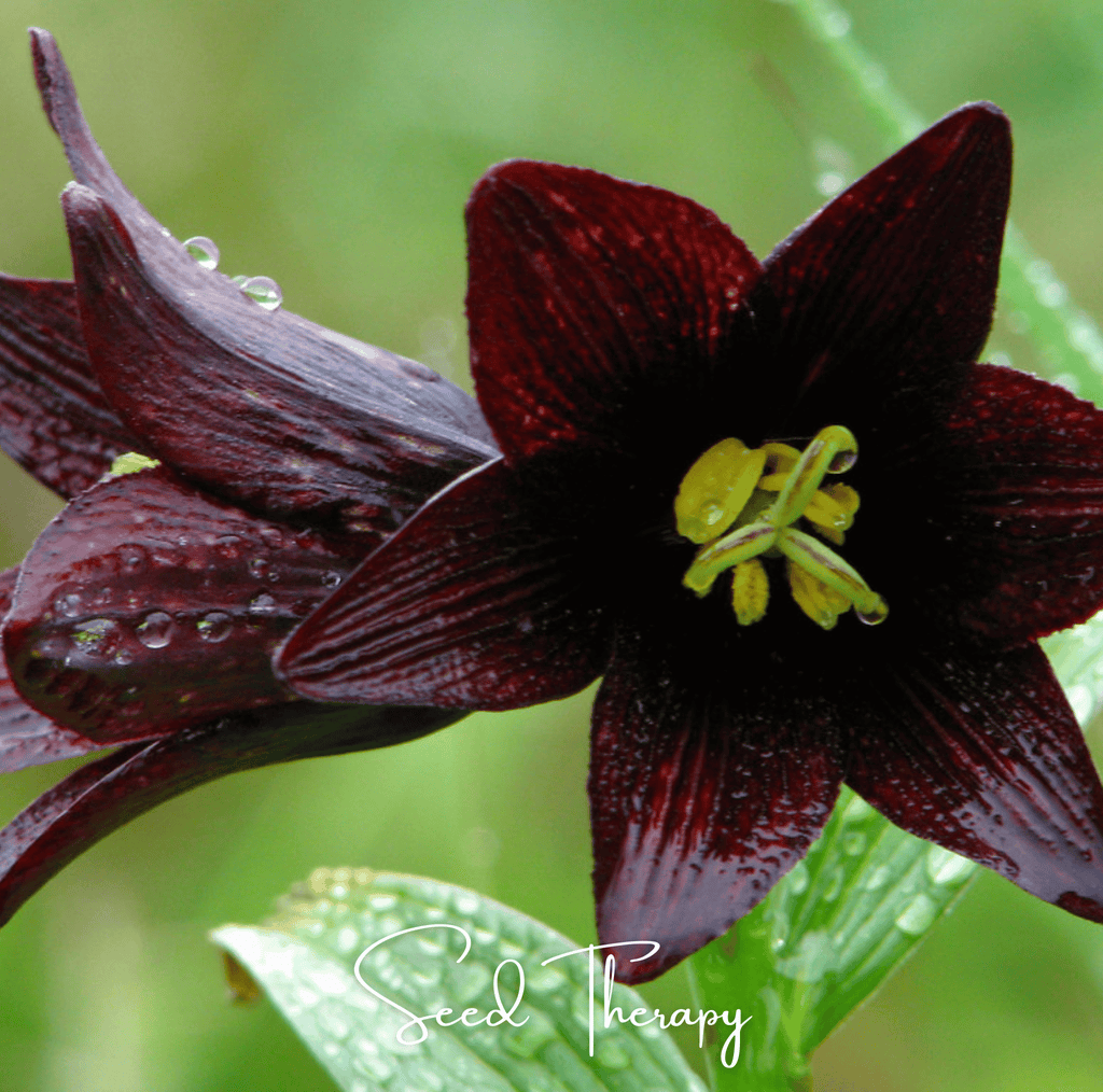 Chocolate Lily – 10 Seeds | Seeds | Wiccan Center