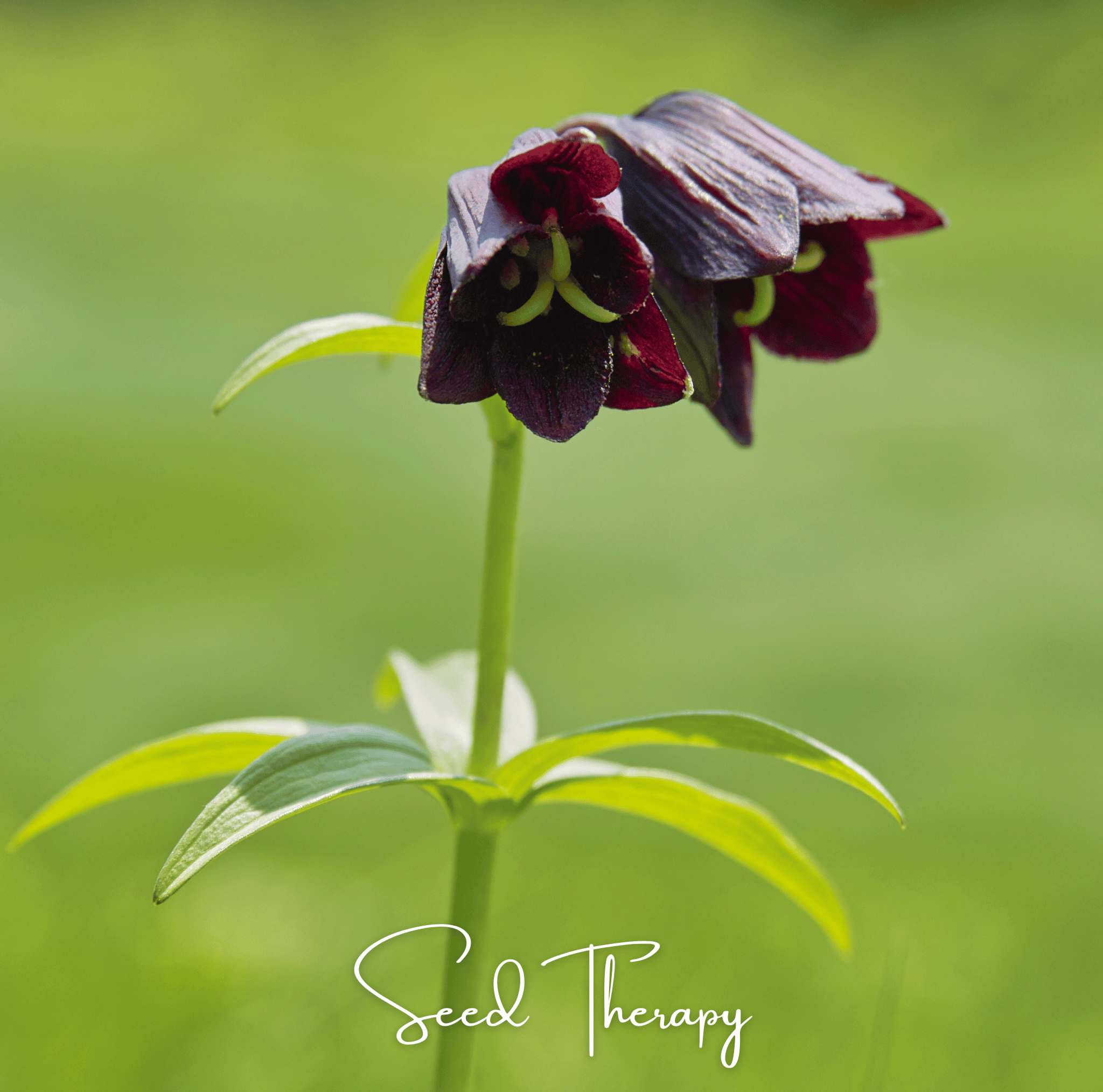 Chocolate Lily – 10 Seeds | Seeds | Wiccan Center