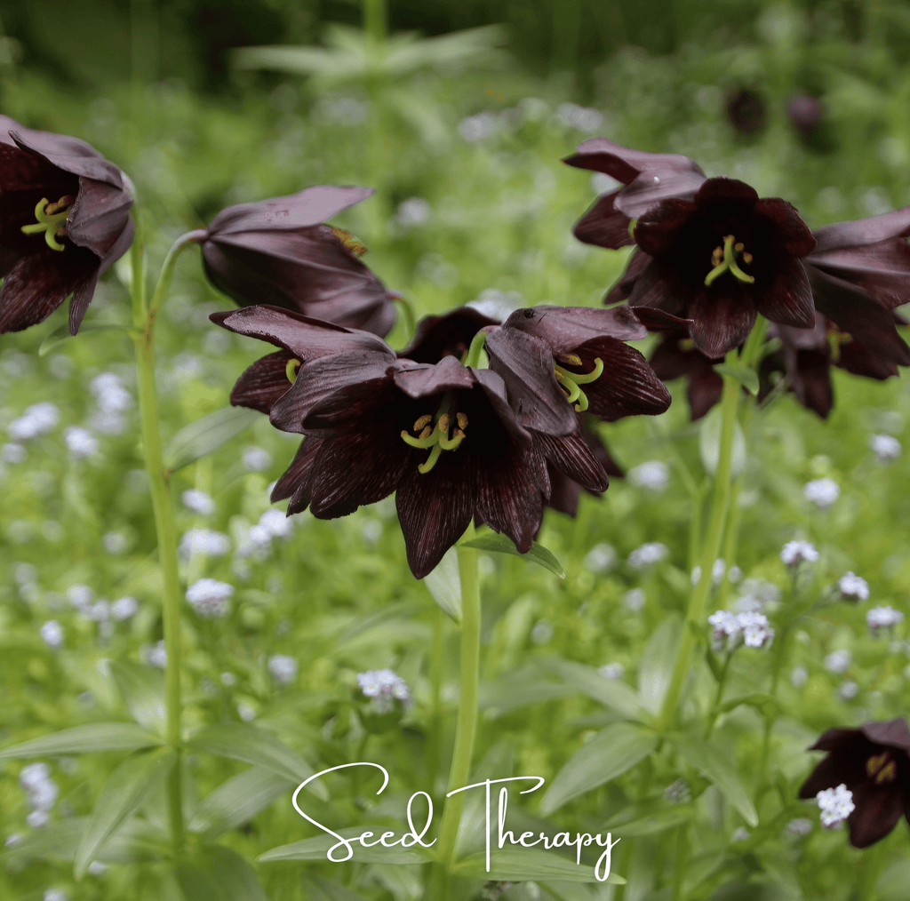 Chocolate Lily – 10 Seeds | Seeds | Wiccan Center