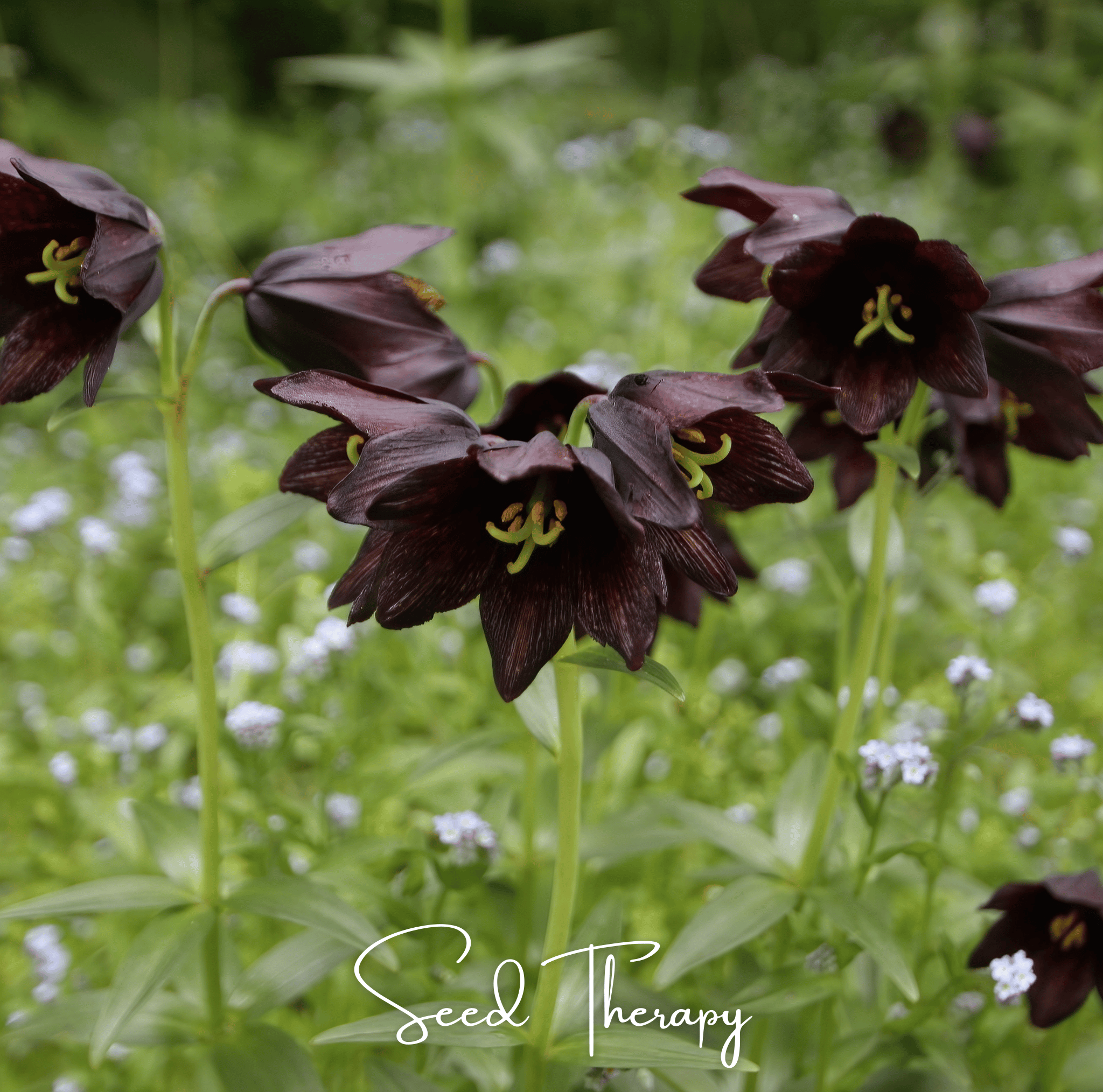 Chocolate Lily – 10 Seeds | Seeds | Wiccan Center