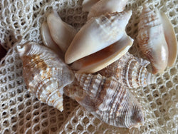 Lobatus raninus Hawk Wing Conch Shell | | Wiccan Center