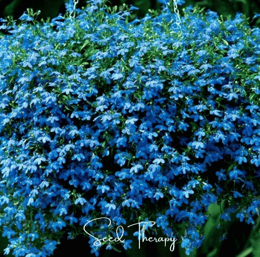 Blue Carpet Lobelia – 100 Seeds | Seeds | Wiccan Center