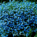 Blue Carpet Lobelia – 100 Seeds | Seeds | Wiccan Center