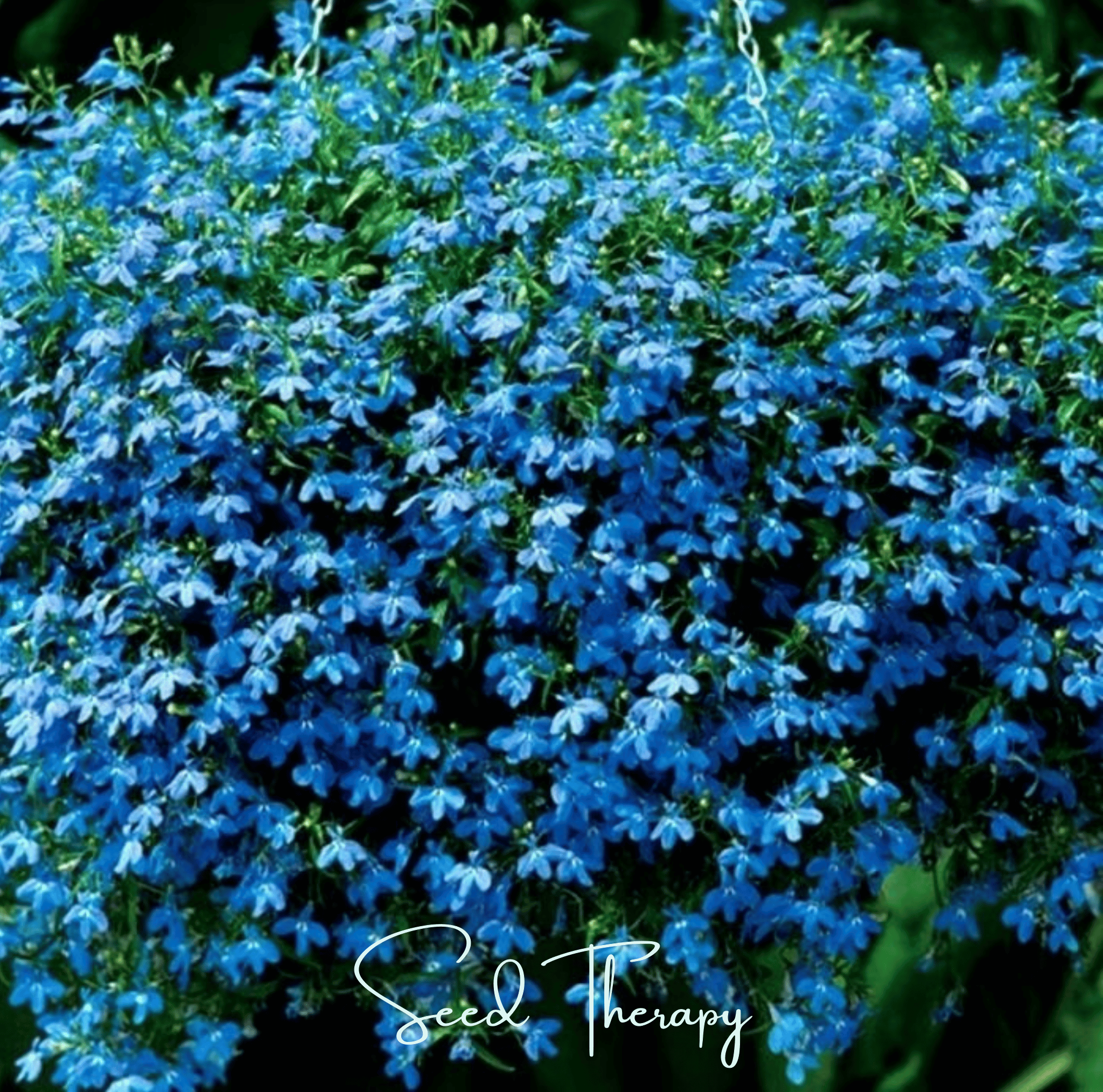 Blue Carpet Lobelia – 100 Seeds | Seeds | Wiccan Center