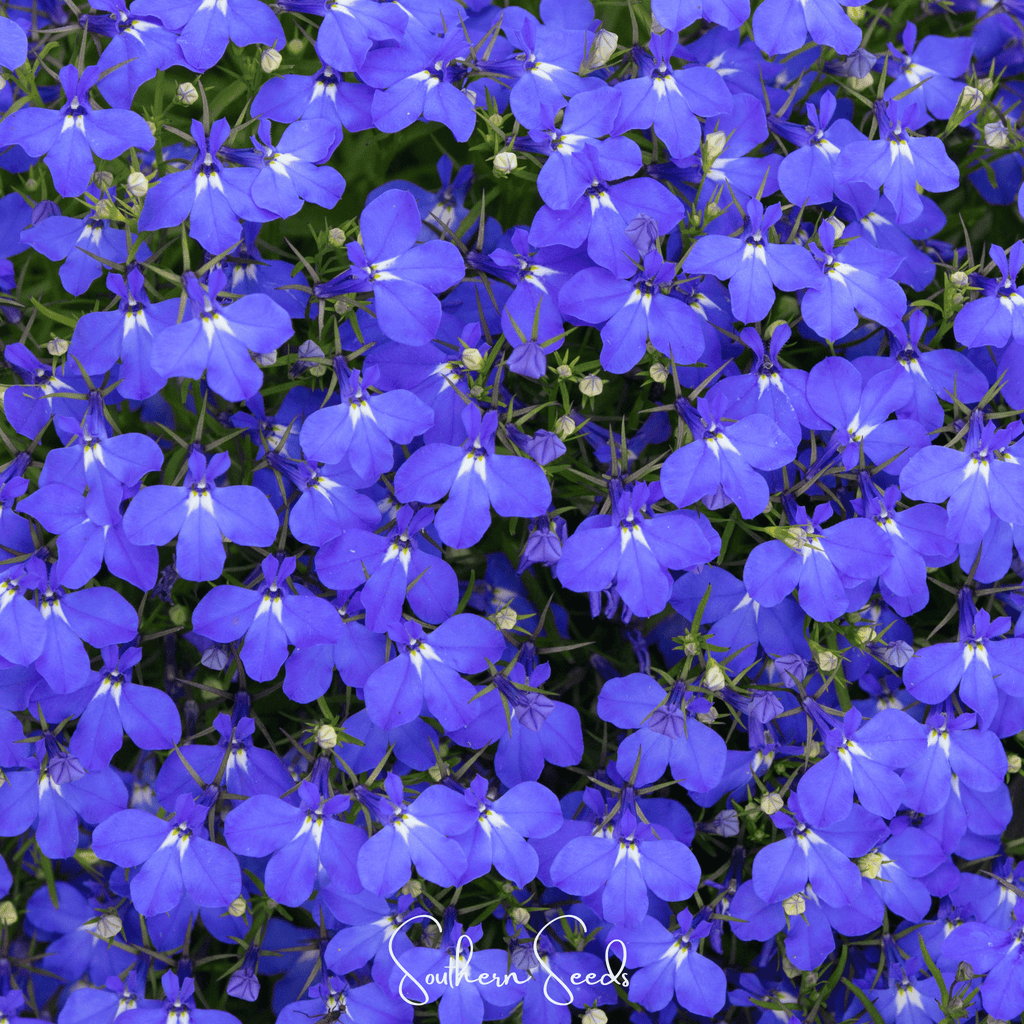 Blue Carpet Lobelia – 100 Seeds | Seeds | Wiccan Center