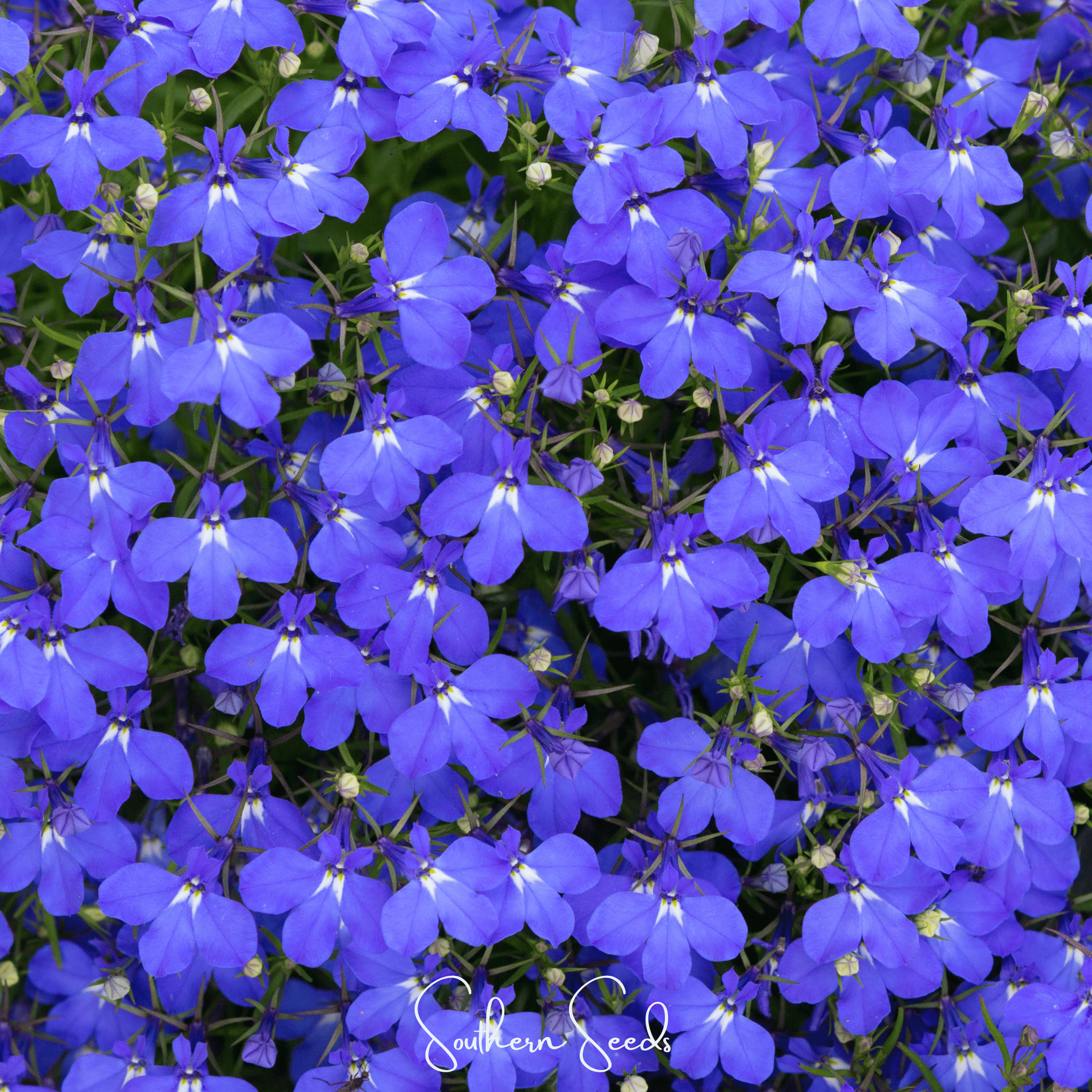 Blue Carpet Lobelia – 100 Seeds | Seeds | Wiccan Center