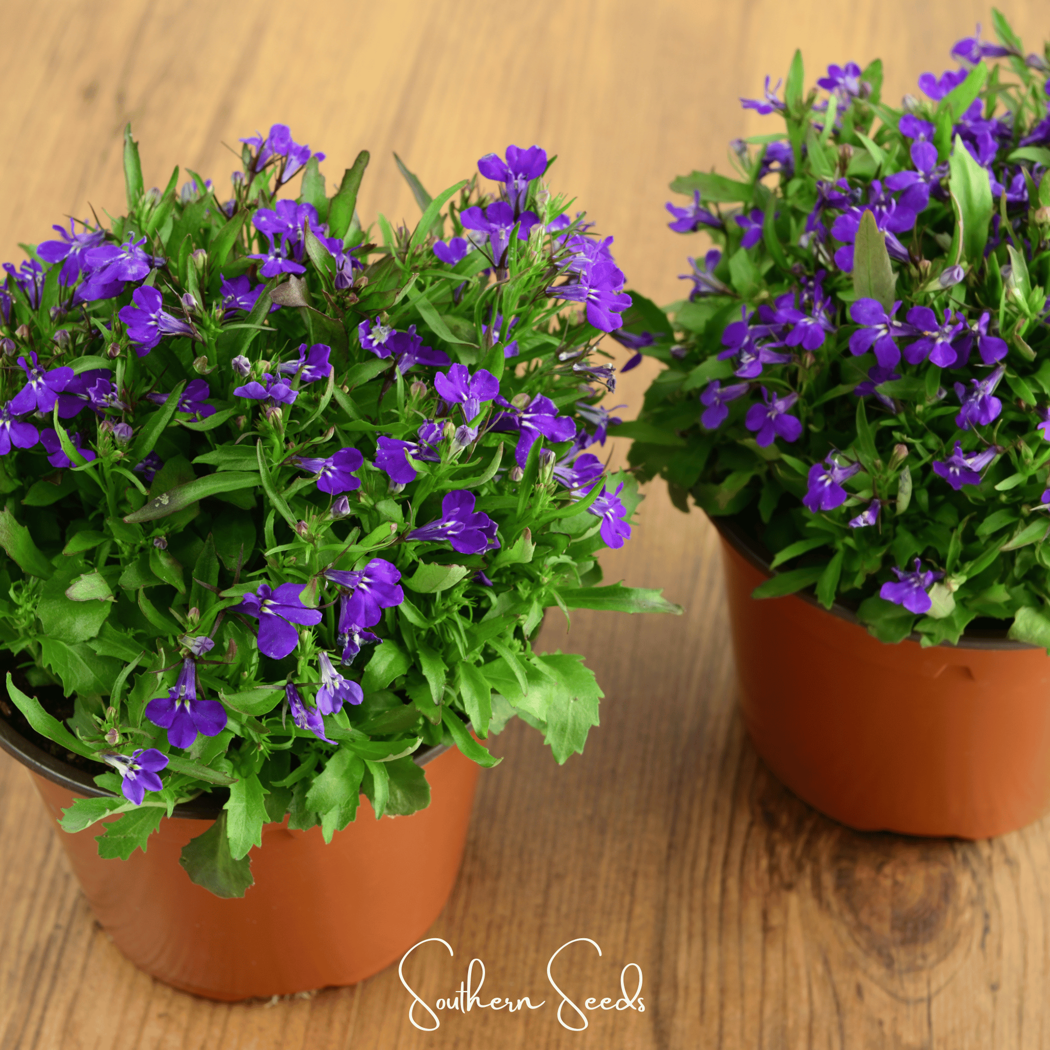 Blue Carpet Lobelia – 100 Seeds | Seeds | Wiccan Center