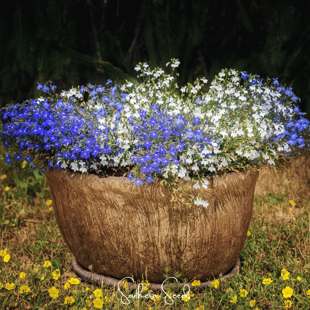 Blue Carpet Lobelia – 100 Seeds | Seeds | Wiccan Center