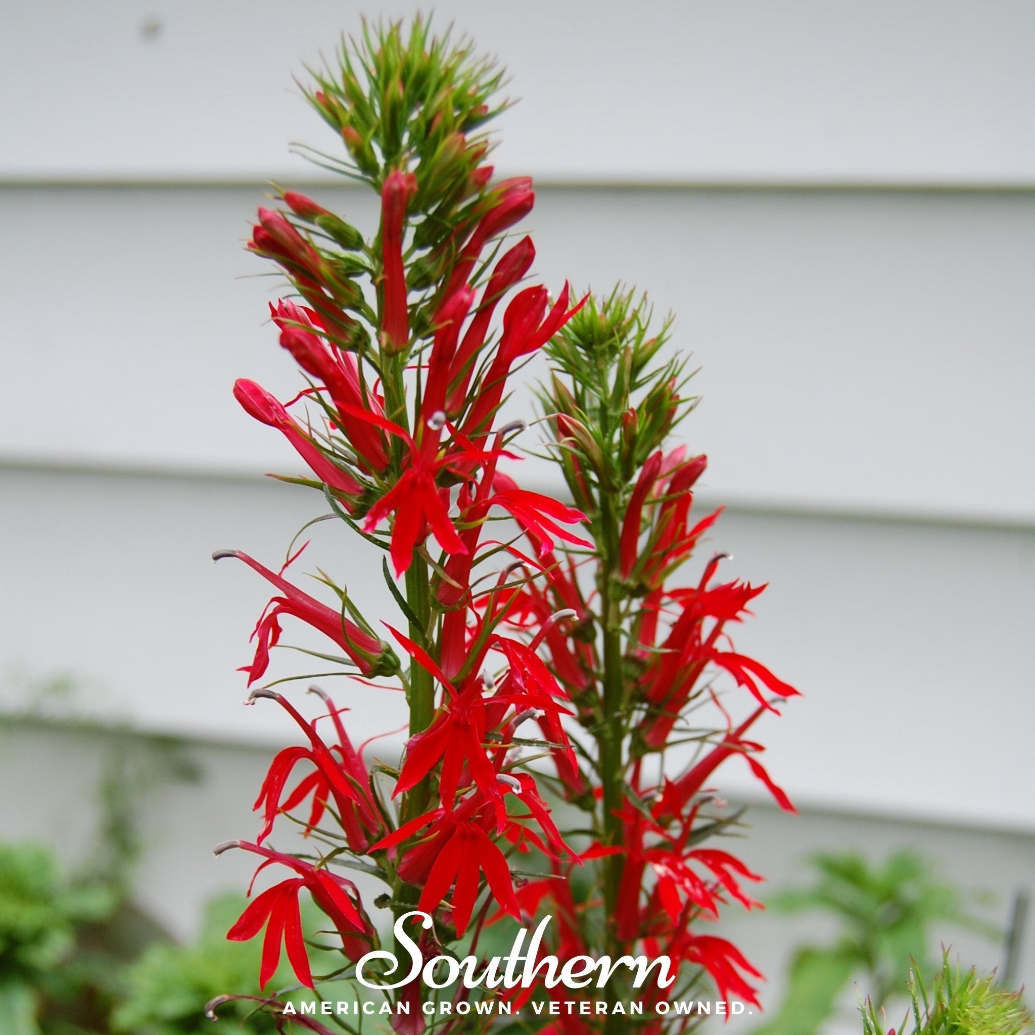 Cardinal Flower Lobelia – 250 Seeds | Seeds | Wiccan Center