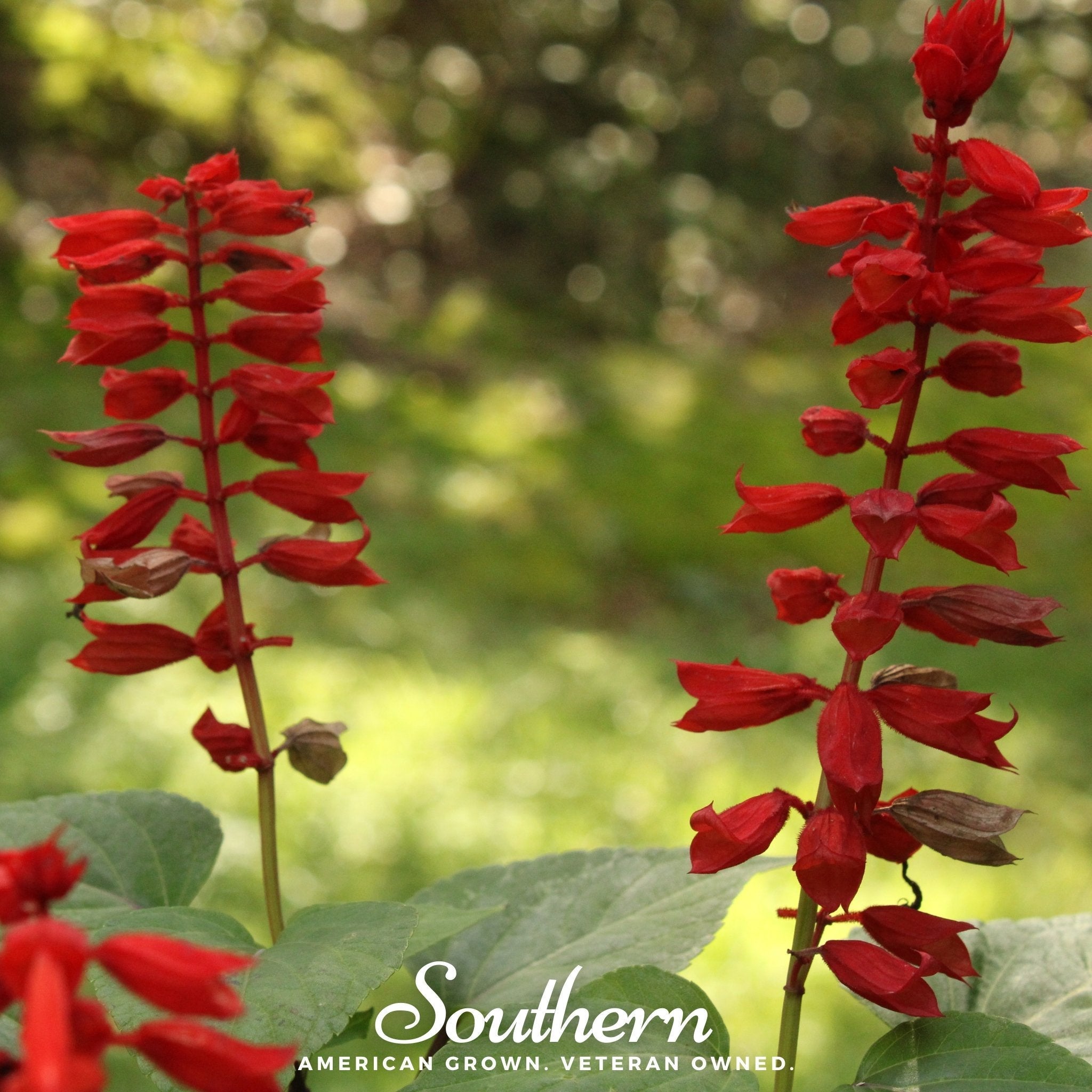 Cardinal Flower Lobelia – 250 Seeds | Seeds | Wiccan Center