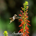Cardinal Flower Lobelia – 250 Seeds | Seeds | Wiccan Center