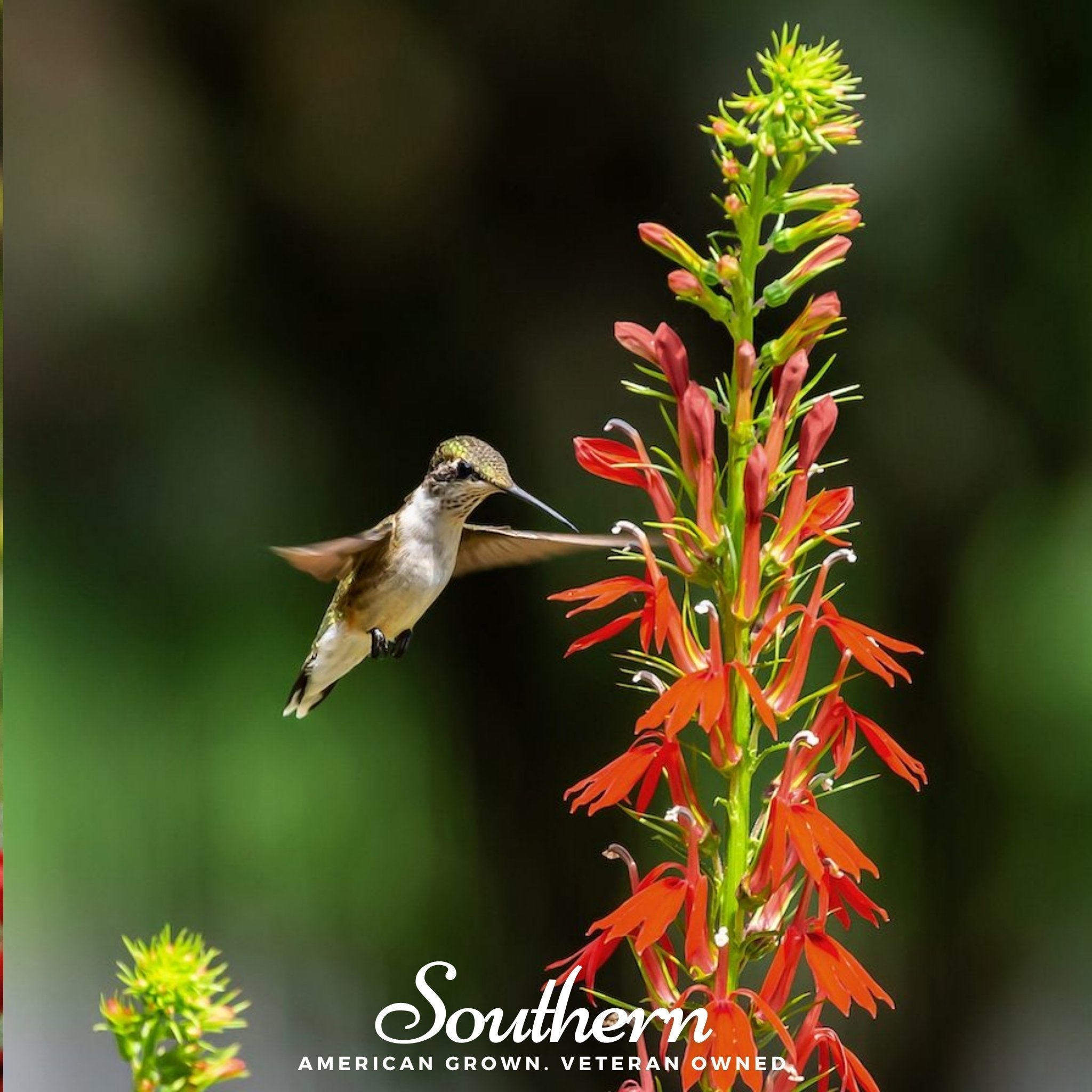 Cardinal Flower Lobelia – 250 Seeds | Seeds | Wiccan Center