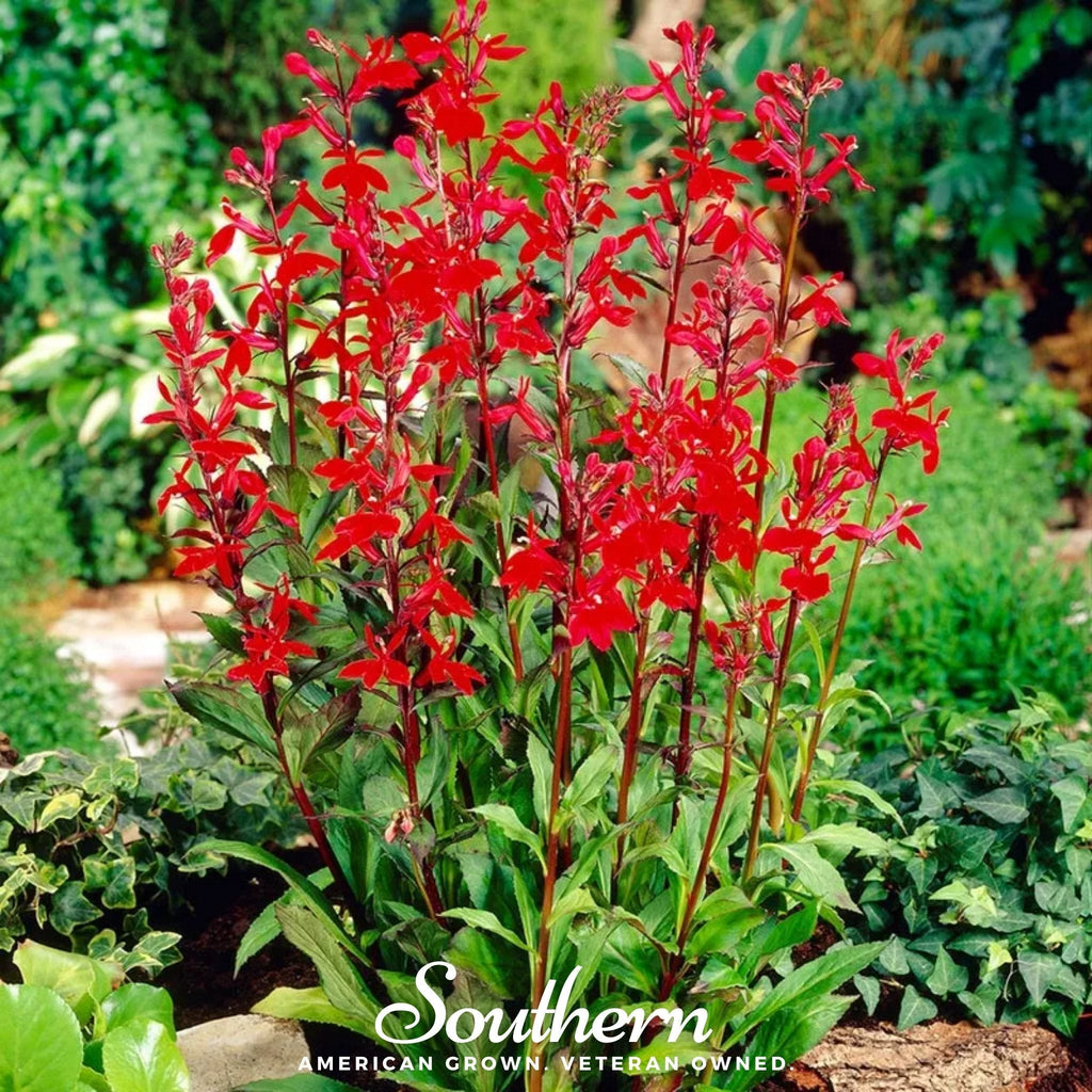 Cardinal Flower Lobelia – 250 Seeds | Seeds | Wiccan Center