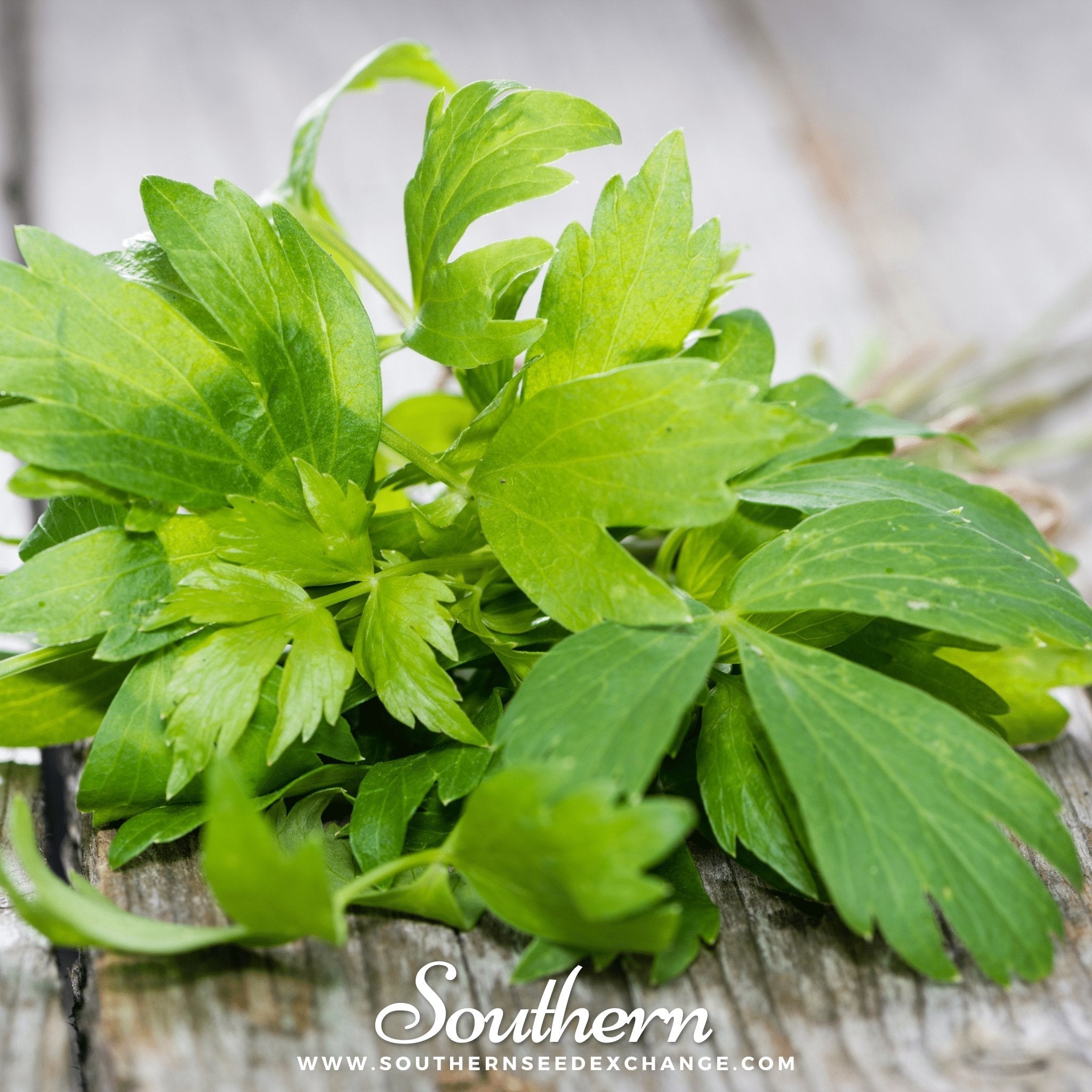 Lovage – 50 Seeds | | Wiccan Center