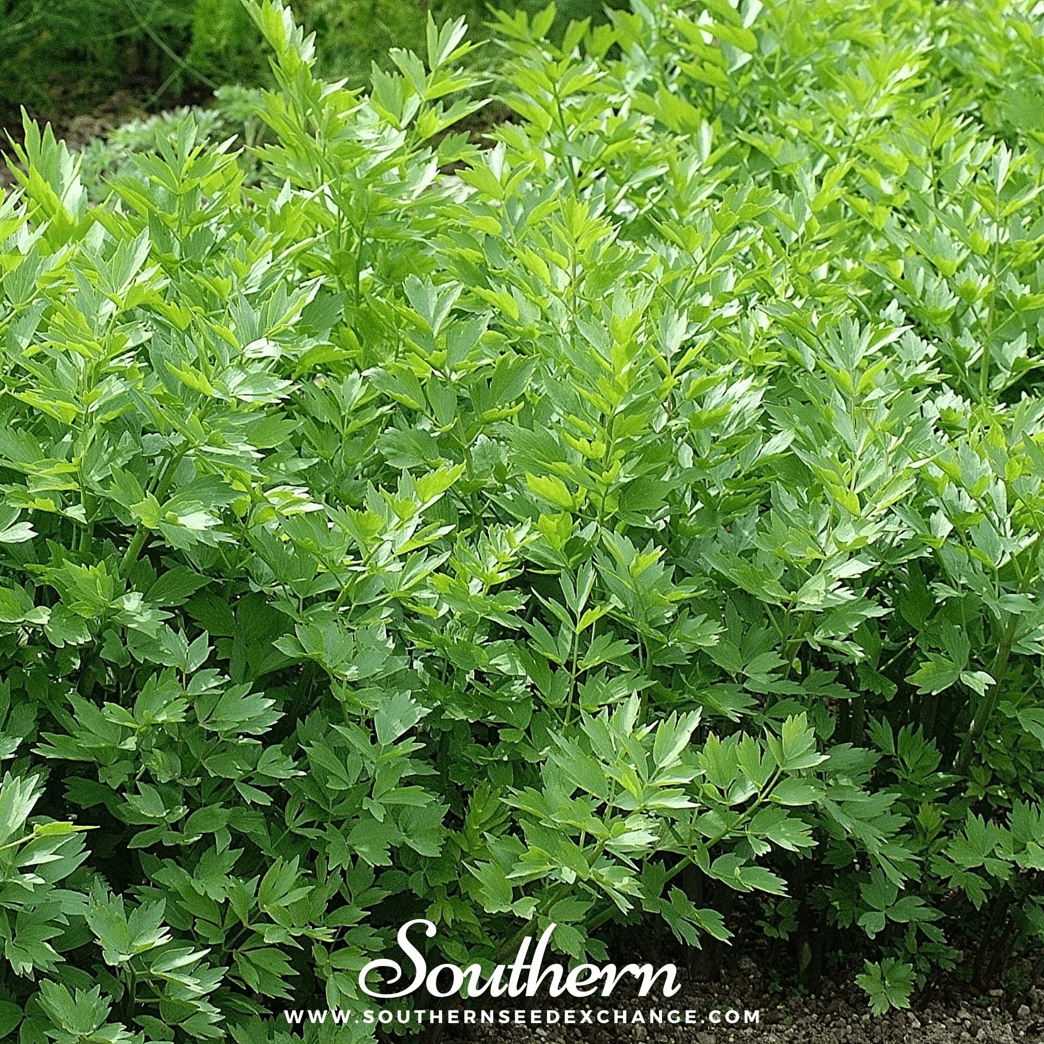 Lovage – 50 Seeds | | Wiccan Center