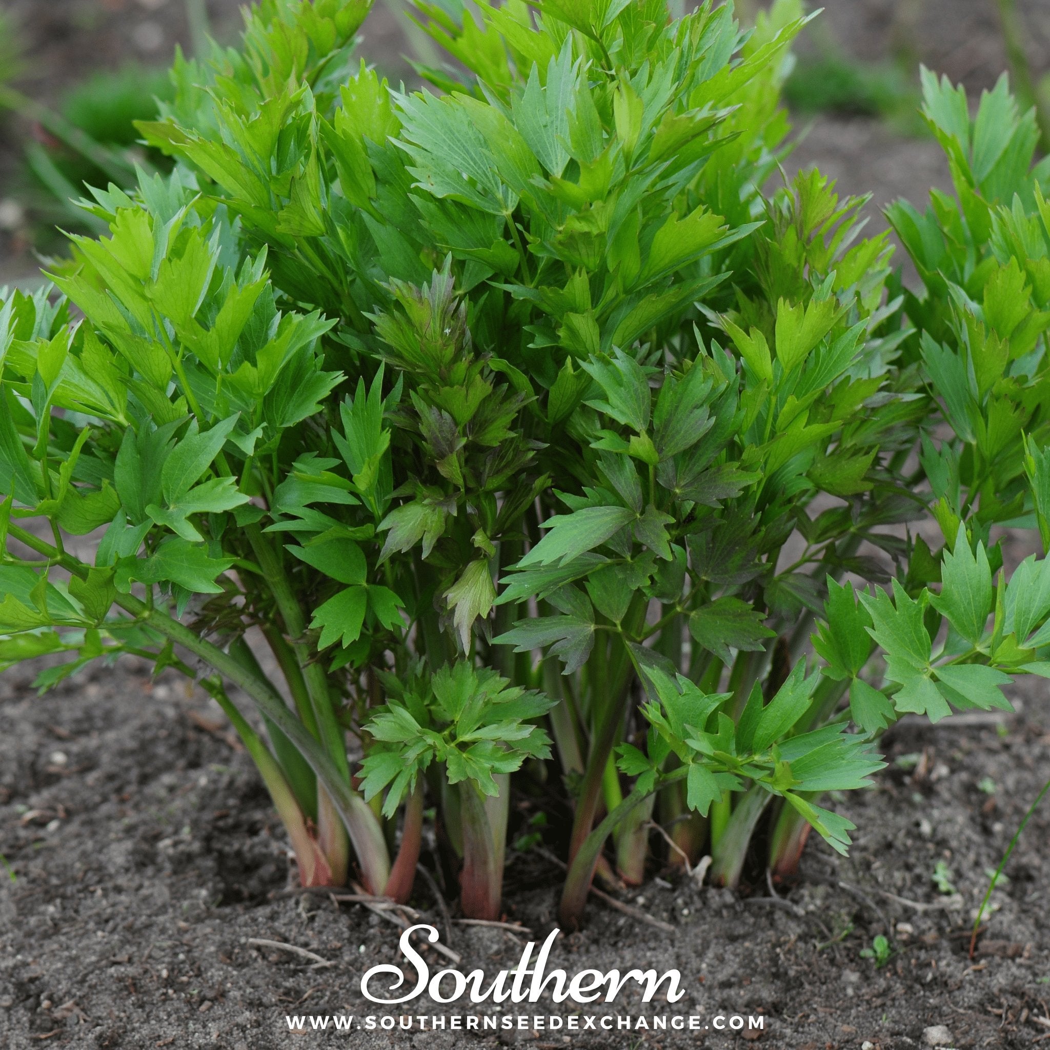 Lovage – 50 Seeds | | Wiccan Center