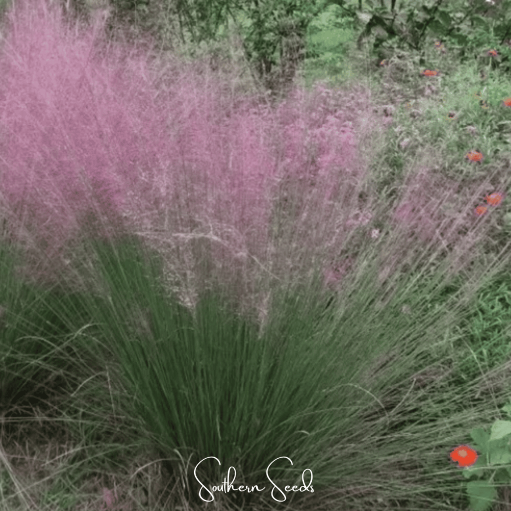Purple Love Grass – 50 Seeds | Seeds | Wiccan Center