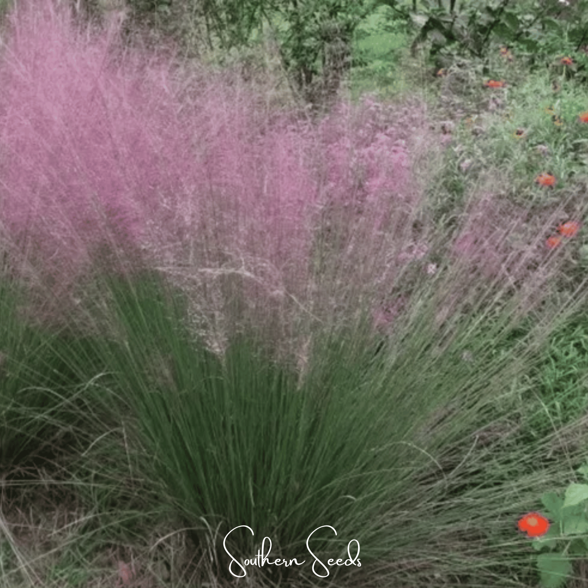 Purple Love Grass – 50 Seeds | Seeds | Wiccan Center
