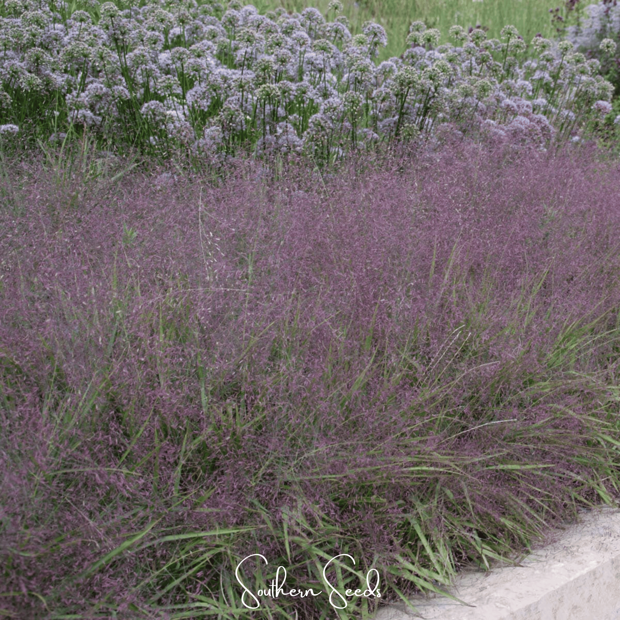 Purple Love Grass – 50 Seeds | Seeds | Wiccan Center