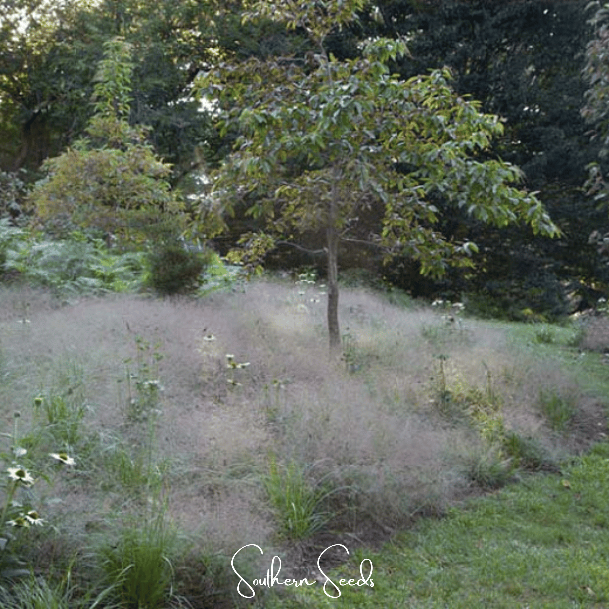 Purple Love Grass – 50 Seeds | Seeds | Wiccan Center