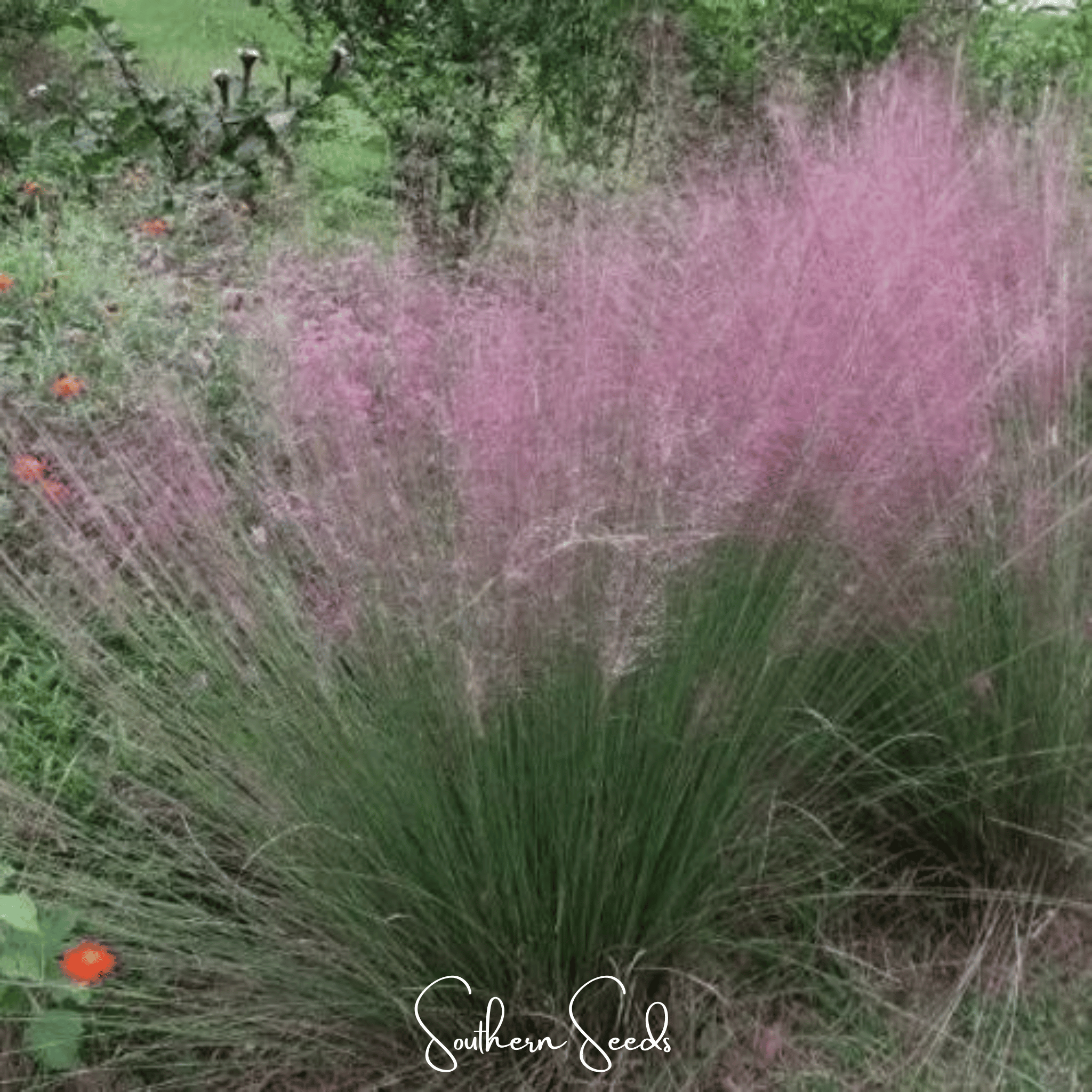 Purple Love Grass – 50 Seeds | Seeds | Wiccan Center