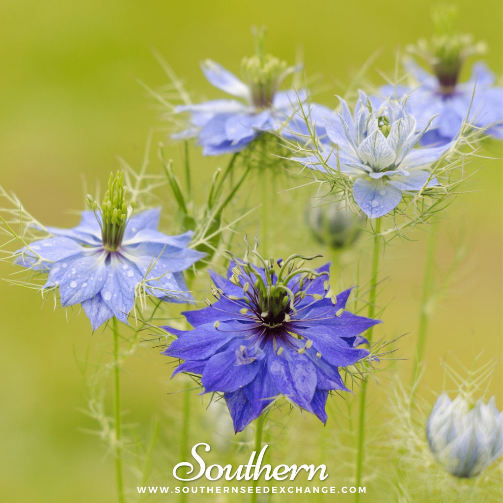 Jewels Mix Love in a Mist – 100 Mixed Seeds | Seeds | Wiccan Center