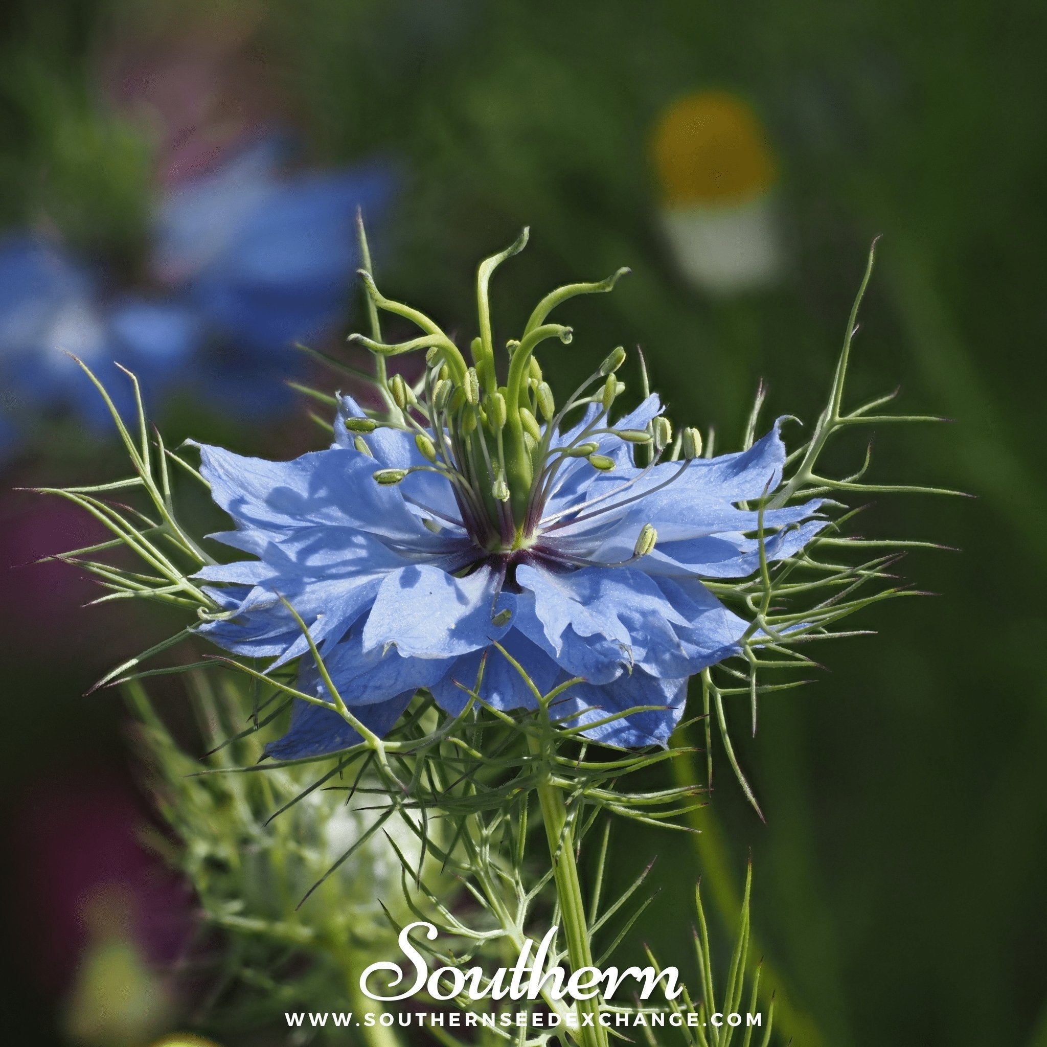 Jewels Mix Love in a Mist – 100 Mixed Seeds | Seeds | Wiccan Center