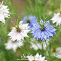Jewels Mix Love in a Mist – 100 Mixed Seeds | Seeds | Wiccan Center