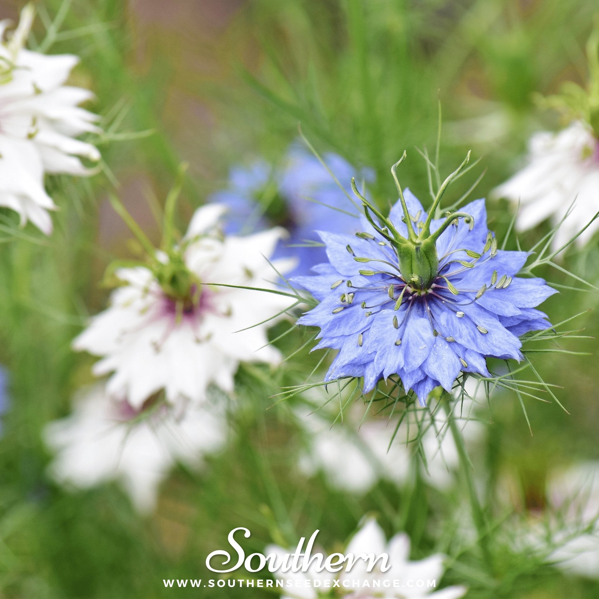 Jewels Mix Love in a Mist – 100 Mixed Seeds | Seeds | Wiccan Center