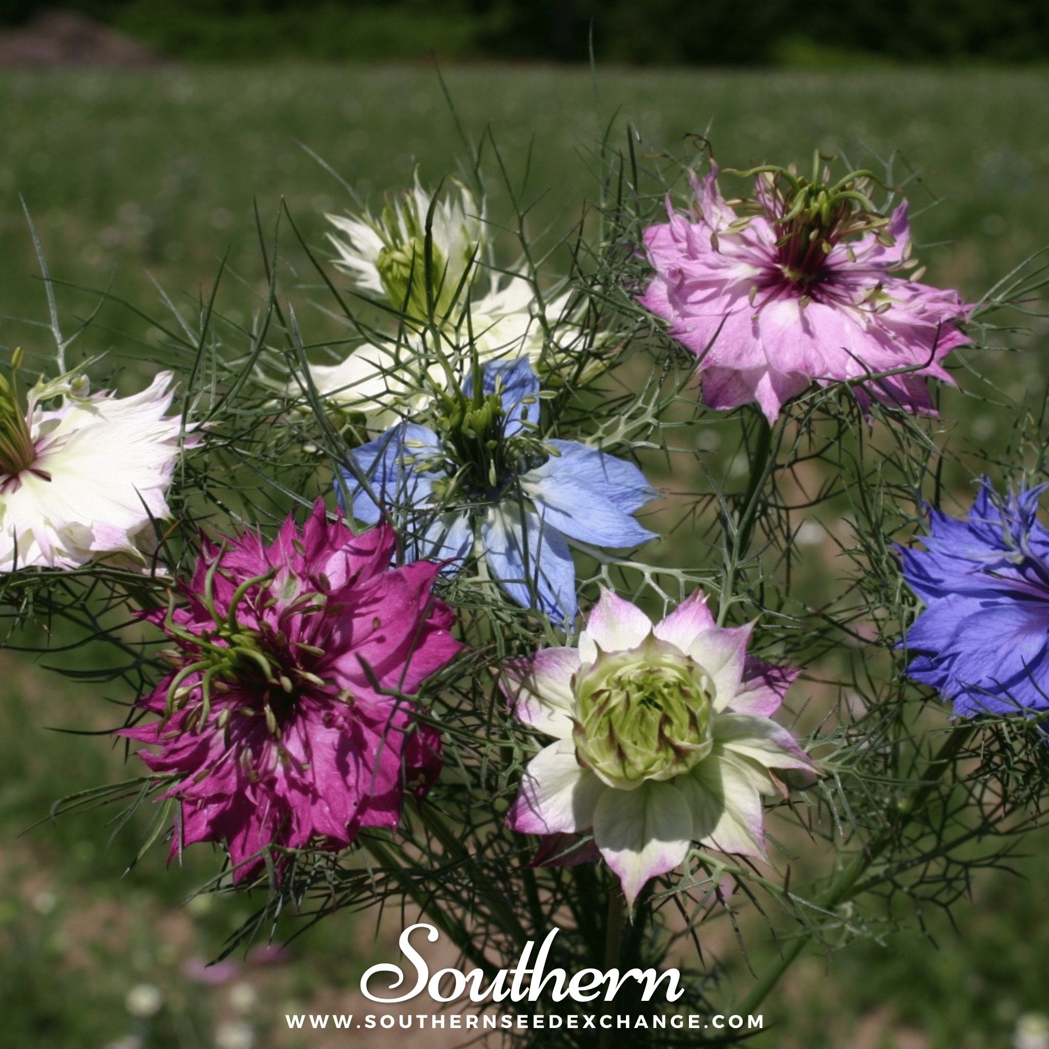 Jewels Mix Love in a Mist – 100 Mixed Seeds | Seeds | Wiccan Center