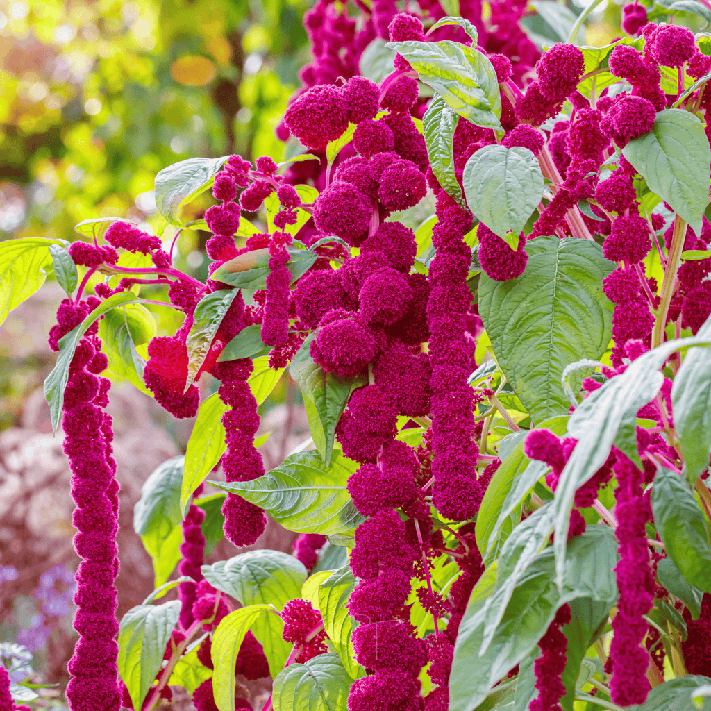 Love Lies Bleeding Amaranth – 250 Seeds | Seeds | Wiccan Center