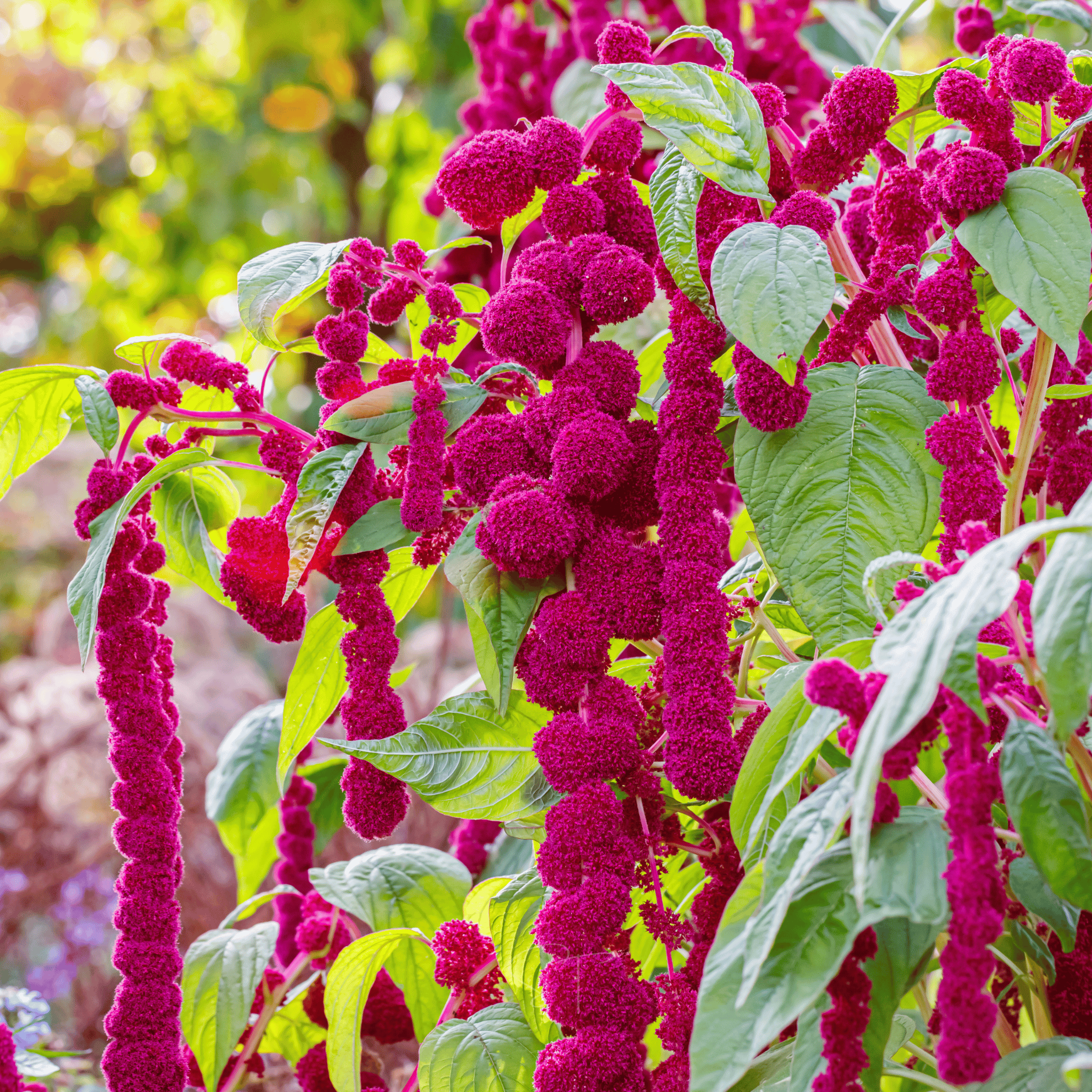 Love Lies Bleeding Amaranth – 250 Seeds | Seeds | Wiccan Center