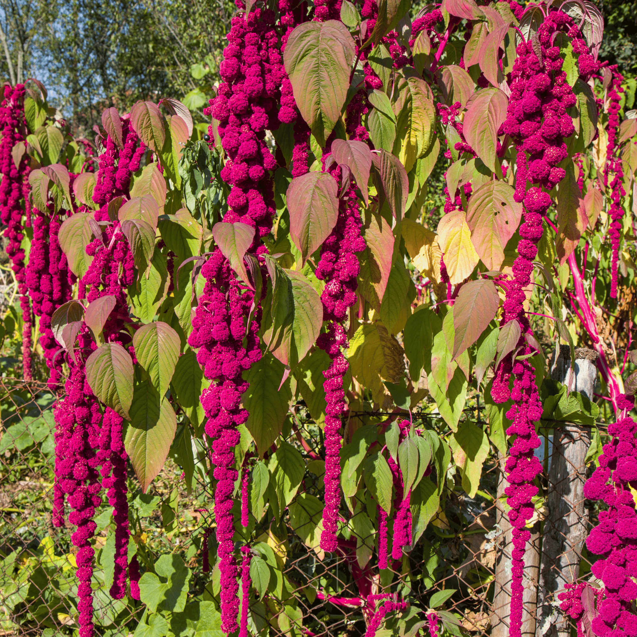 Love Lies Bleeding Amaranth – 250 Seeds | Seeds | Wiccan Center