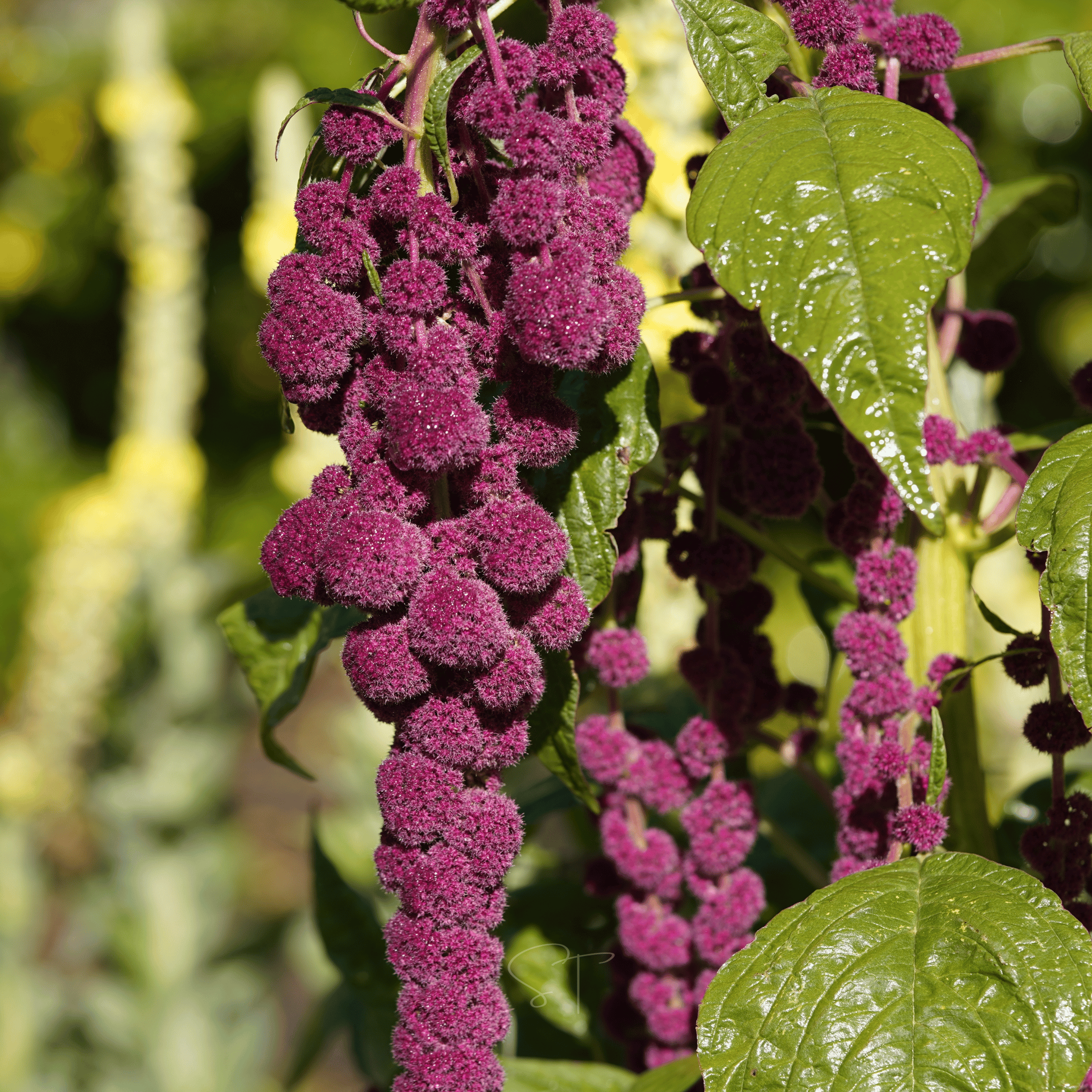Love Lies Bleeding Amaranth – 250 Seeds | Seeds | Wiccan Center