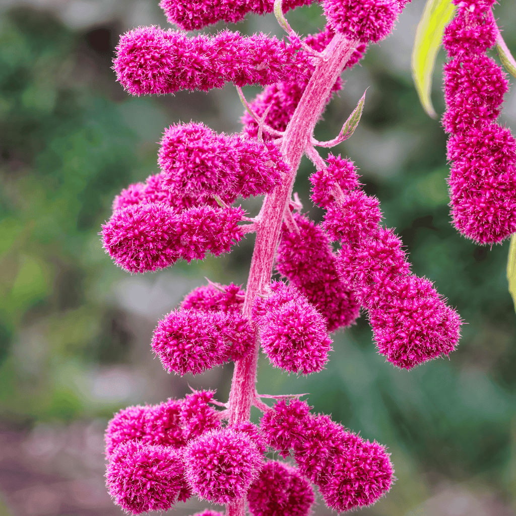 Love Lies Bleeding Amaranth – 250 Seeds | Seeds | Wiccan Center