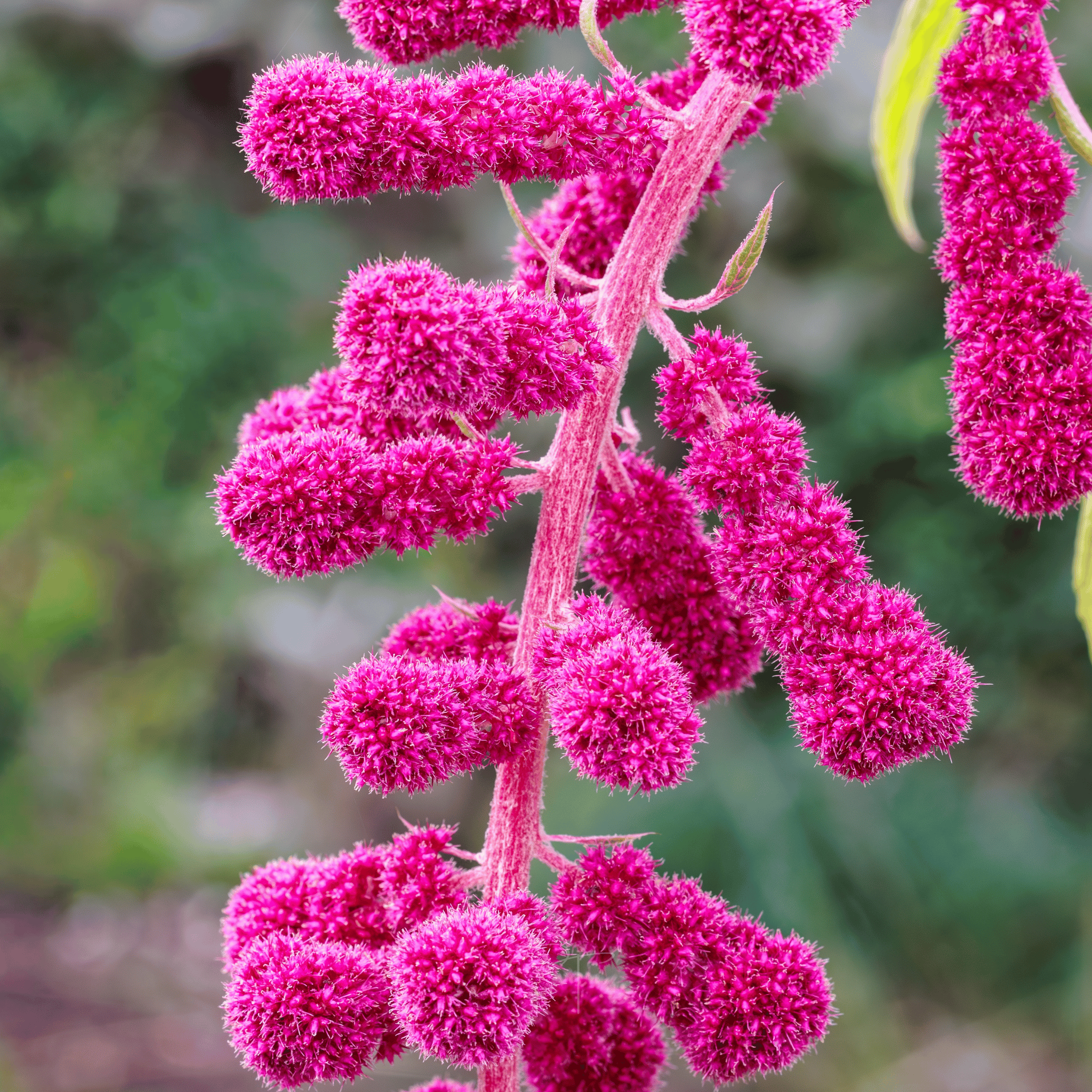 Love Lies Bleeding Amaranth – 250 Seeds | Seeds | Wiccan Center
