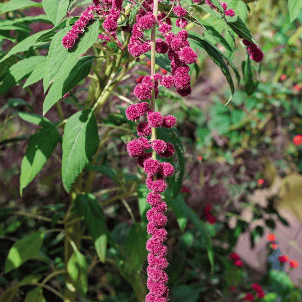 Love Lies Bleeding Amaranth – 250 Seeds | Seeds | Wiccan Center