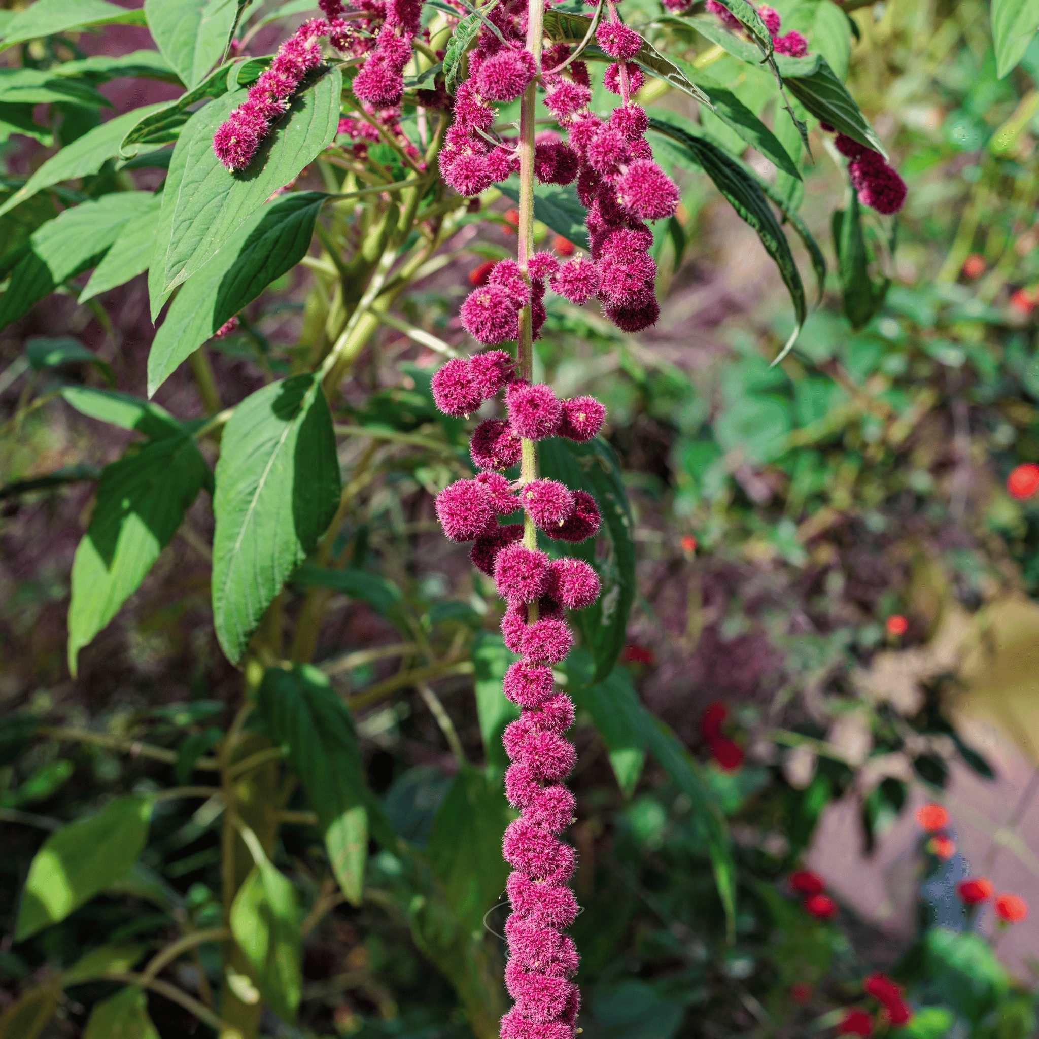 Love Lies Bleeding Amaranth – 250 Seeds | Seeds | Wiccan Center