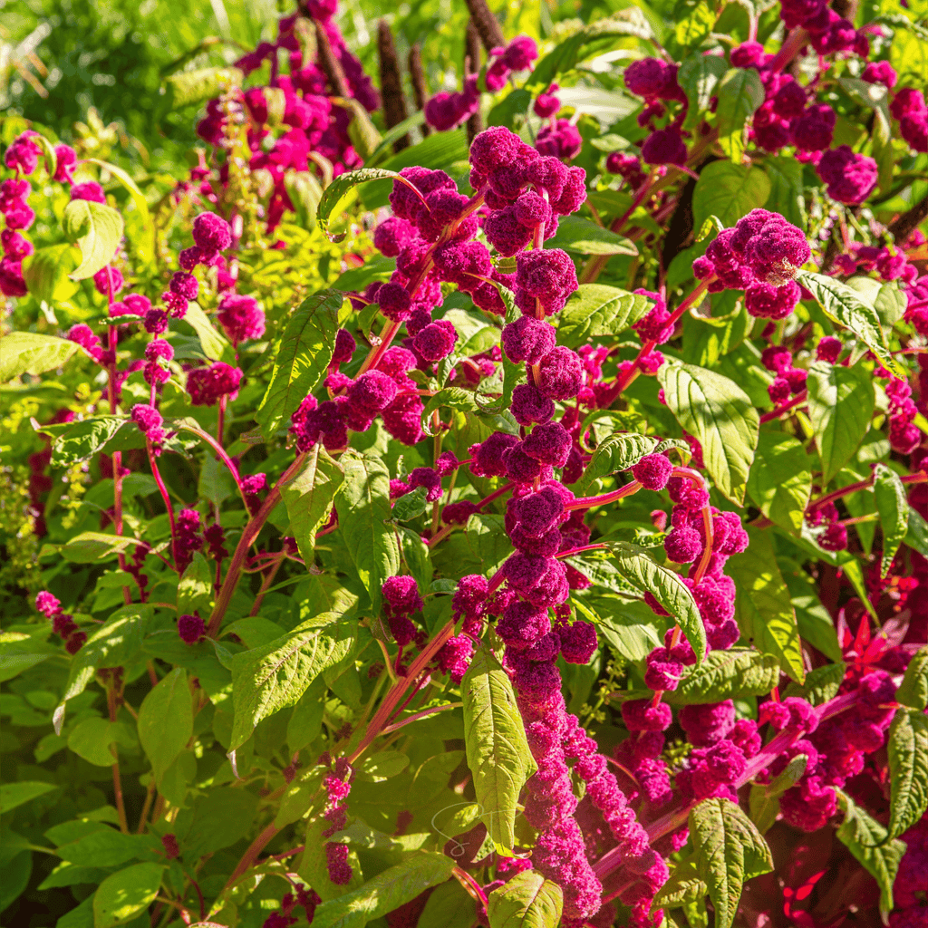 Love Lies Bleeding Amaranth – 250 Seeds | Seeds | Wiccan Center