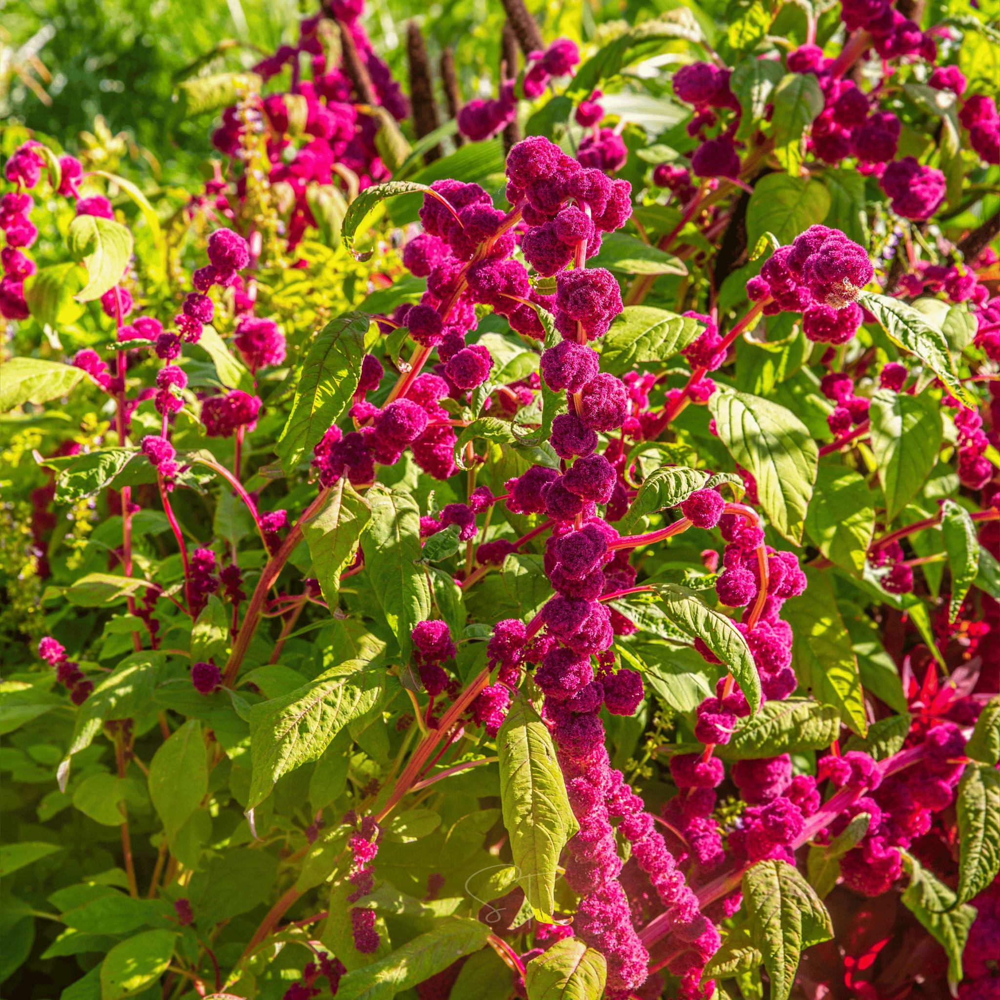 Love Lies Bleeding Amaranth – 250 Seeds | Seeds | Wiccan Center