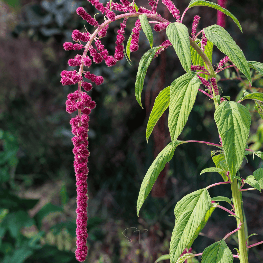 Love Lies Bleeding Amaranth – 250 Seeds | Seeds | Wiccan Center