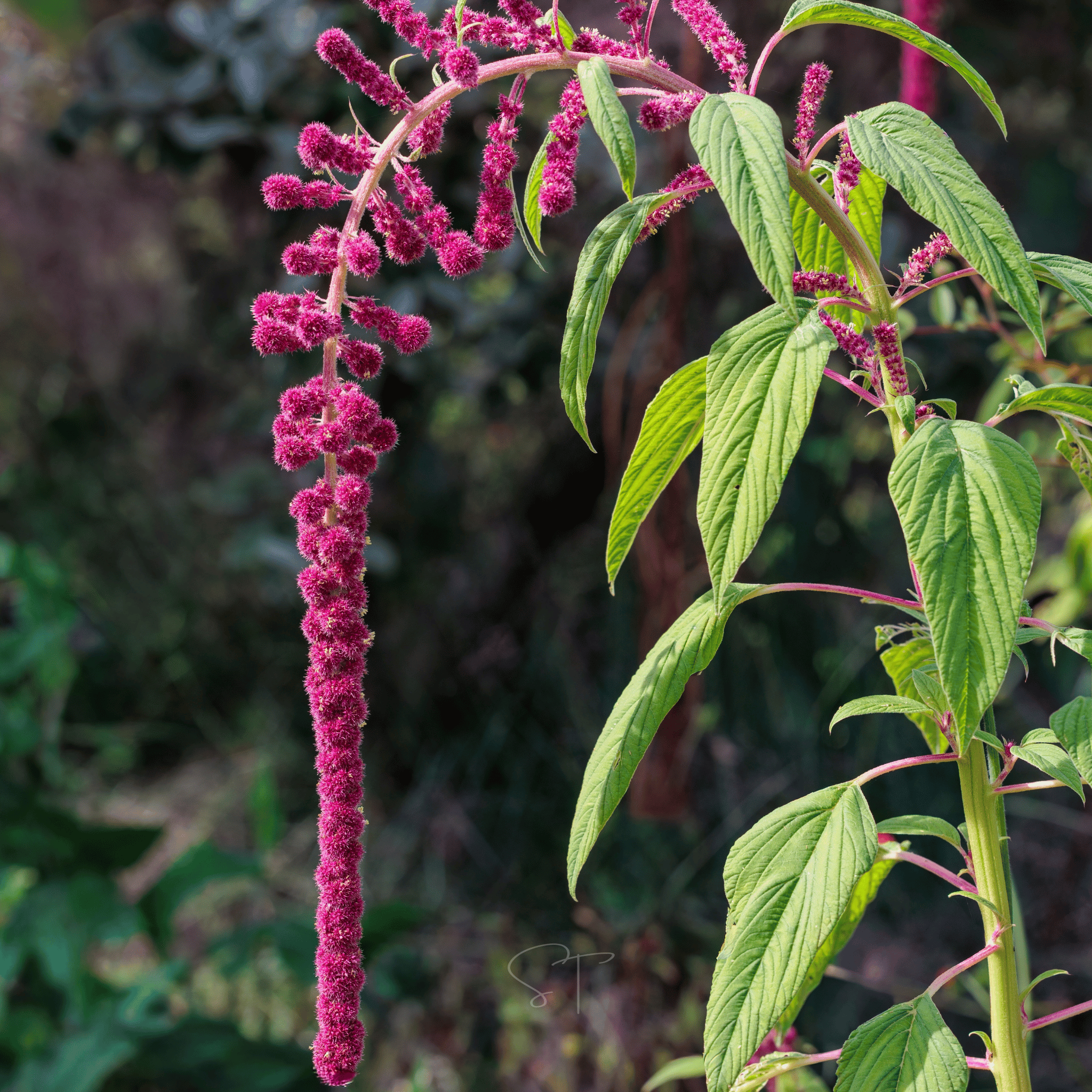 Love Lies Bleeding Amaranth – 250 Seeds | Seeds | Wiccan Center