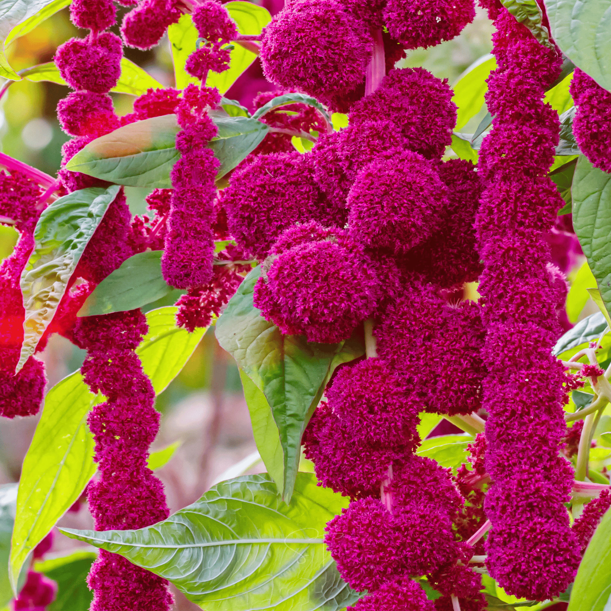 Love Lies Bleeding Amaranth – 250 Seeds | Seeds | Wiccan Center