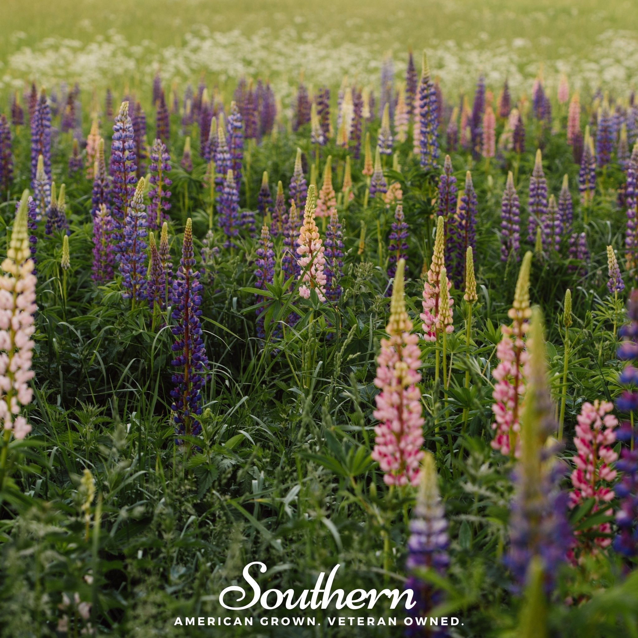 Perennial Lupine – 50 Seeds | | Wiccan Center