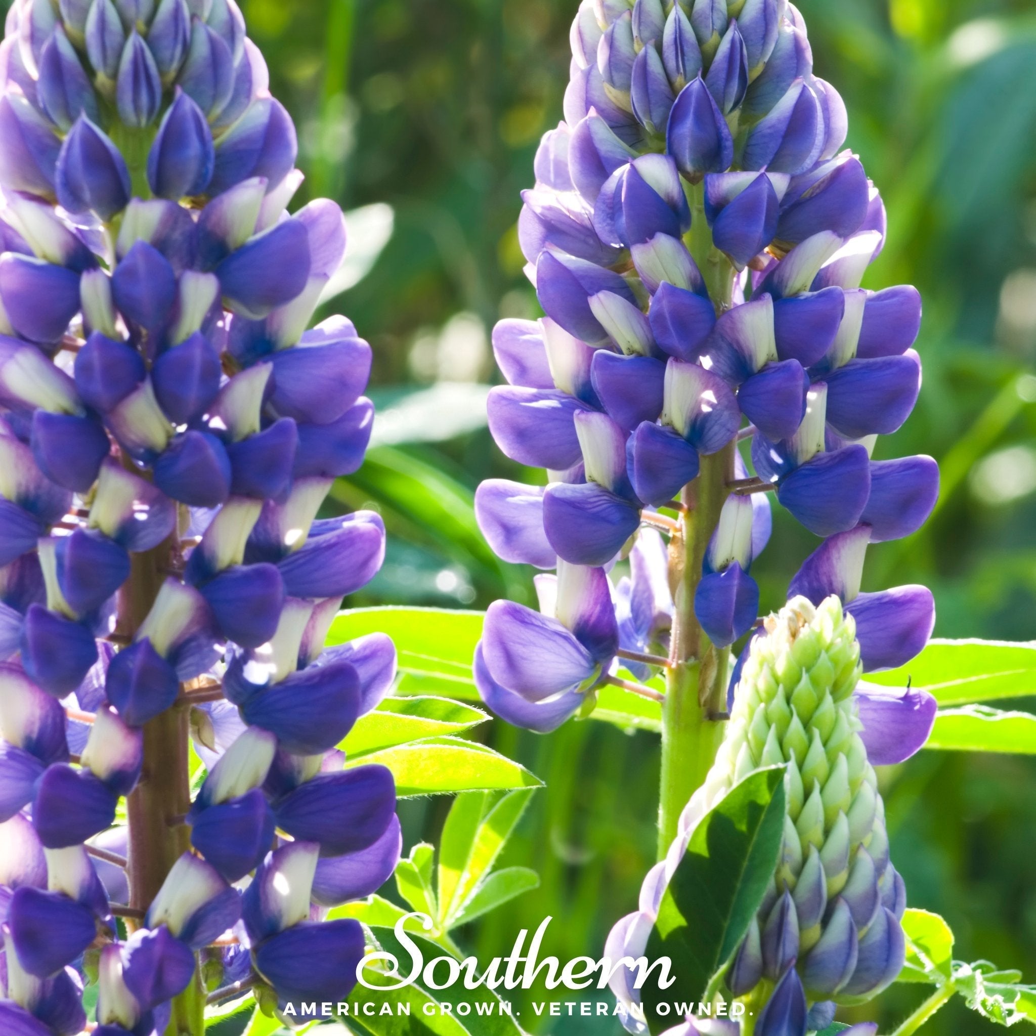 Perennial Lupine – 50 Seeds | | Wiccan Center