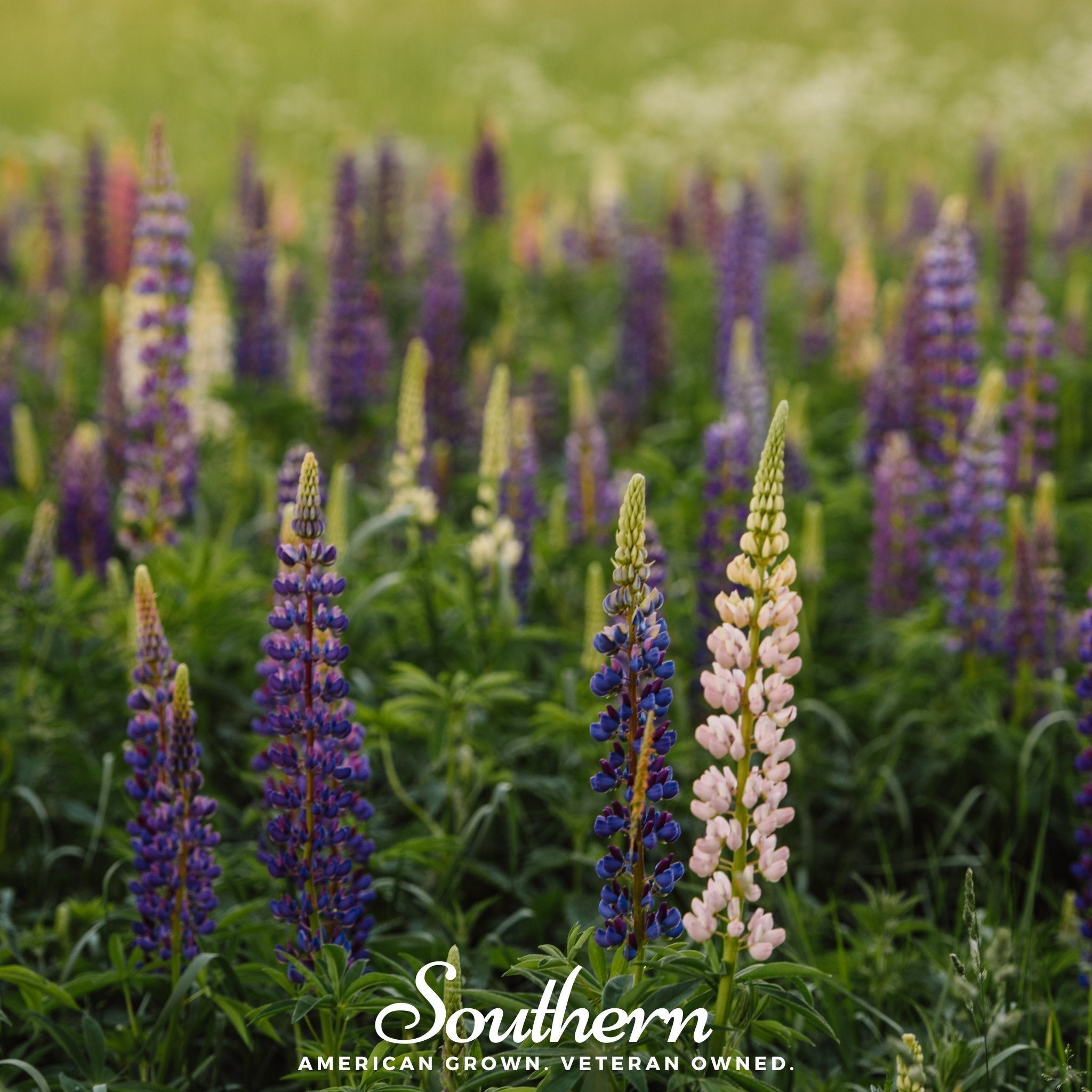Perennial Lupine – 50 Seeds | | Wiccan Center