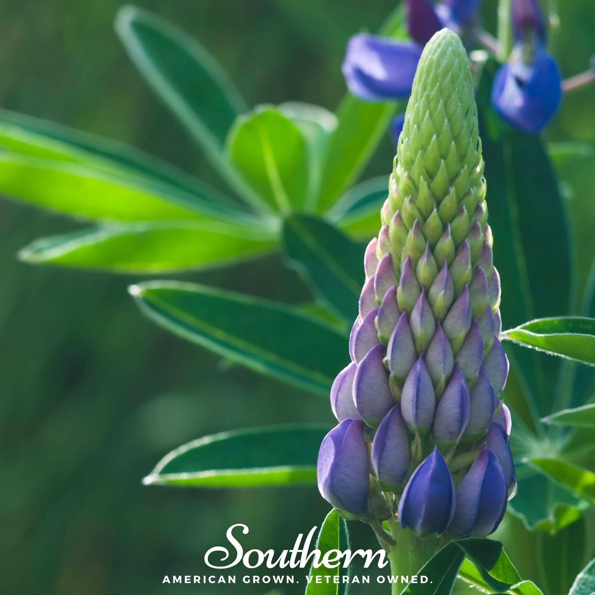Perennial Lupine – 50 Seeds | | Wiccan Center