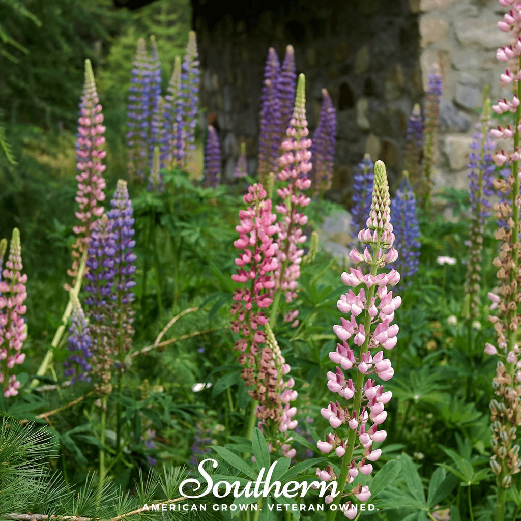 Russell Lupine – 50 Seeds | | Wiccan Center